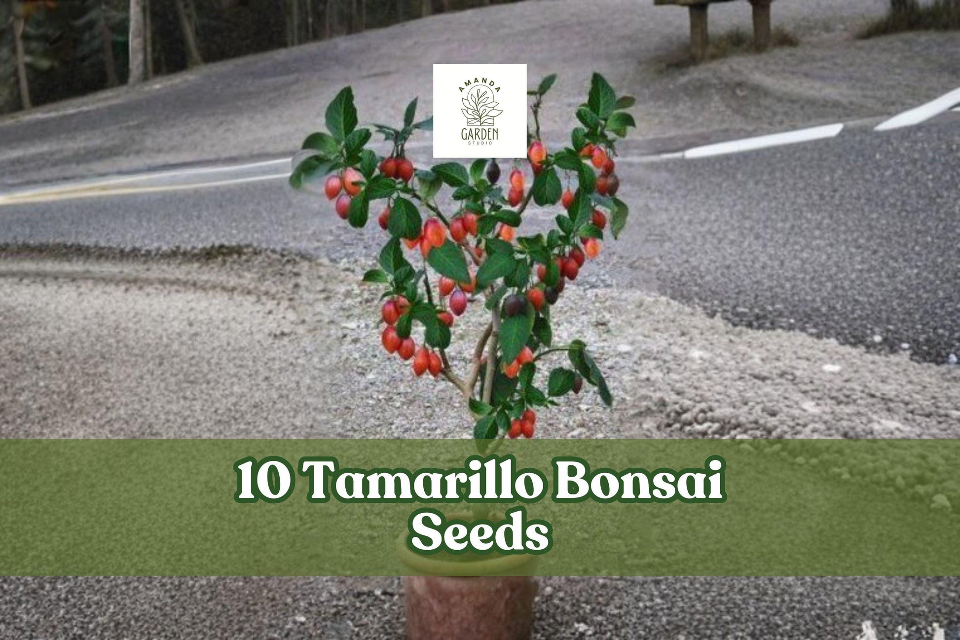 10 Tamarillo Bonsai Seeds - Cyphomandra betacea Ornamental Tree for Bonsai, Container & Garden Planting