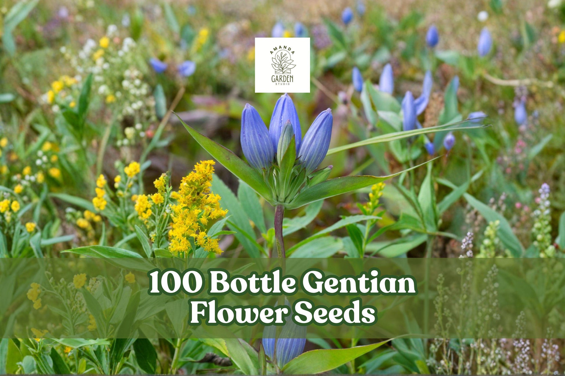 100 Bottle Gentian Flower Seeds – Native Perennial, Blue, Gentiana andrewsii, Pollinator-Friendly, Meadow & Native Garden Seeds
