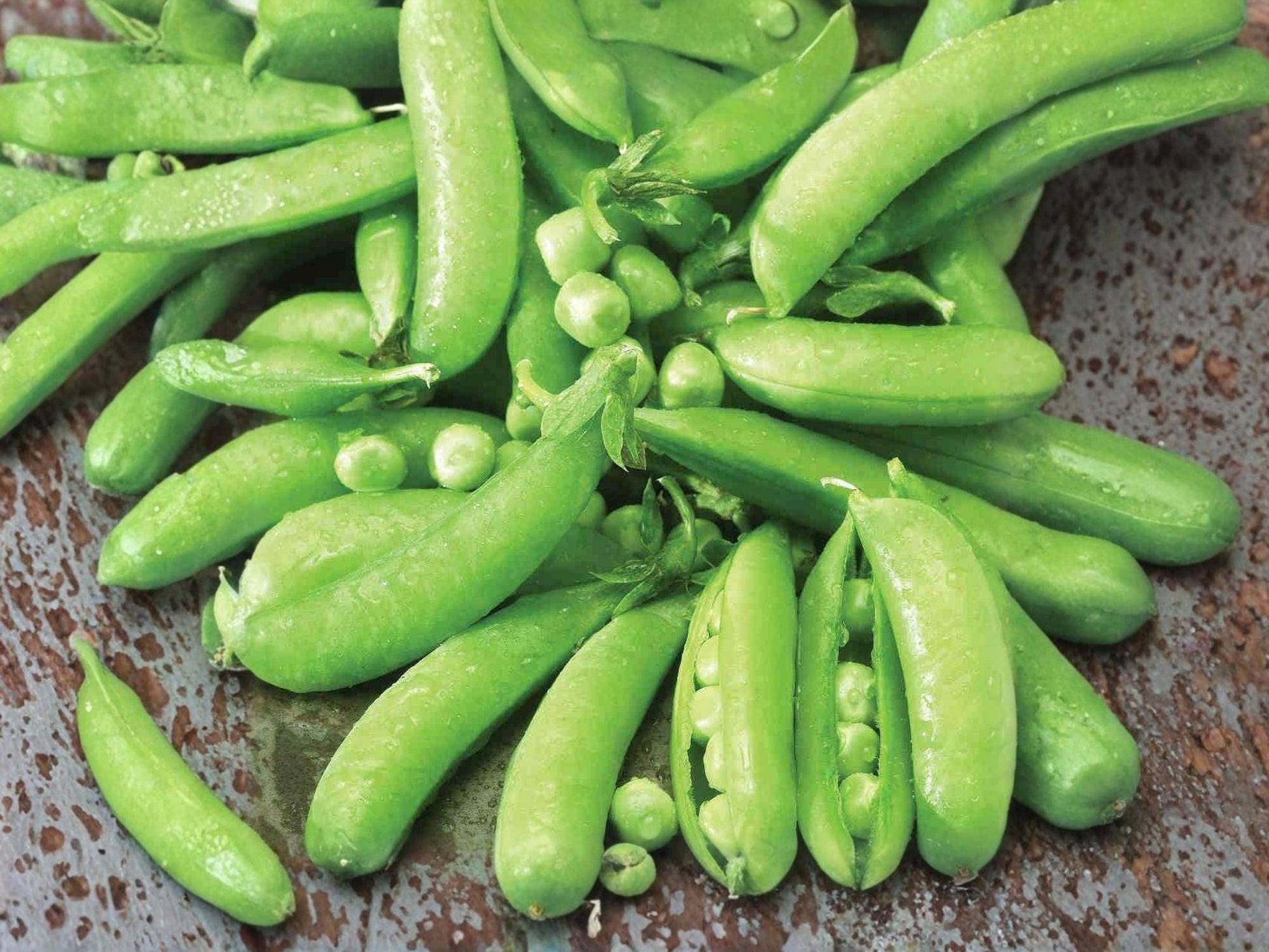 Sugar Snap Pea Seeds – Edible Pod, Sweet Garden Vegetable, Pisum sativum, 50 Non-GMO, High Yield, Cool Weather Crop