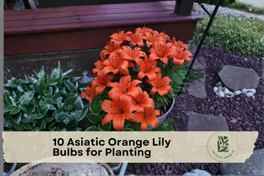 10 Asiatic Orange Lily Bulbs for Planting - Perennial Garden Flowers, Vibrant Orange Blooms, Lilium Asiatic Hybrid