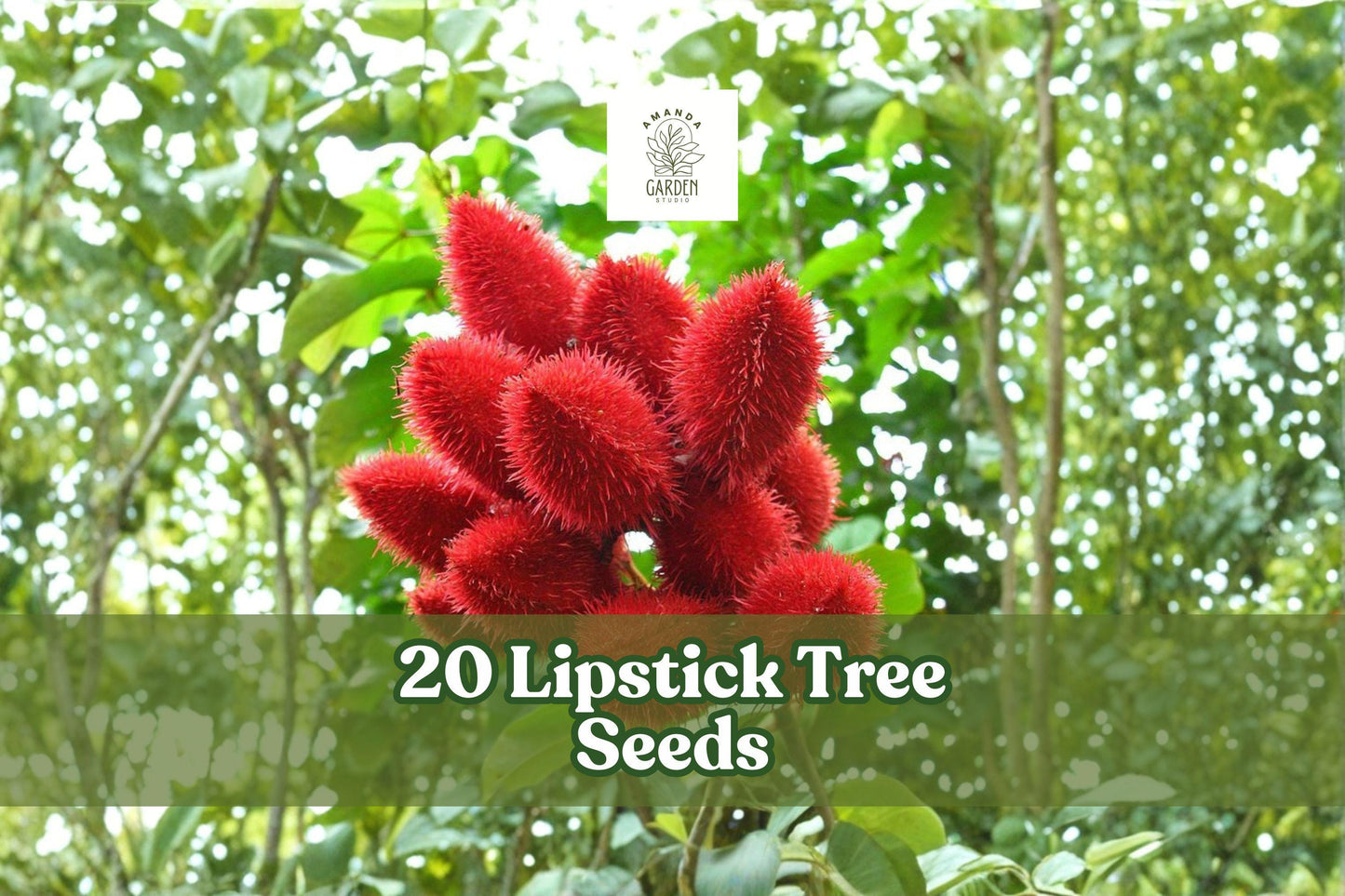 20 Lipstick Tree Seeds for Planting Bixa orellana Tropical Ornamental Tree Seeds