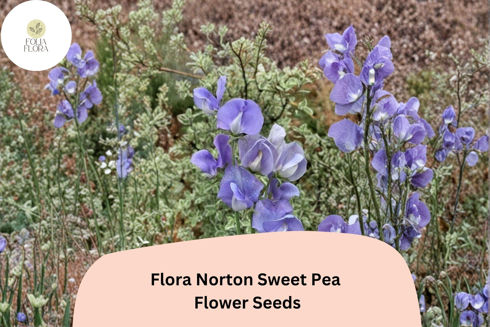 Sweet Pea Seeds | Flora Norton Blue Lavender Climbing Annual | Lathyrus odoratus