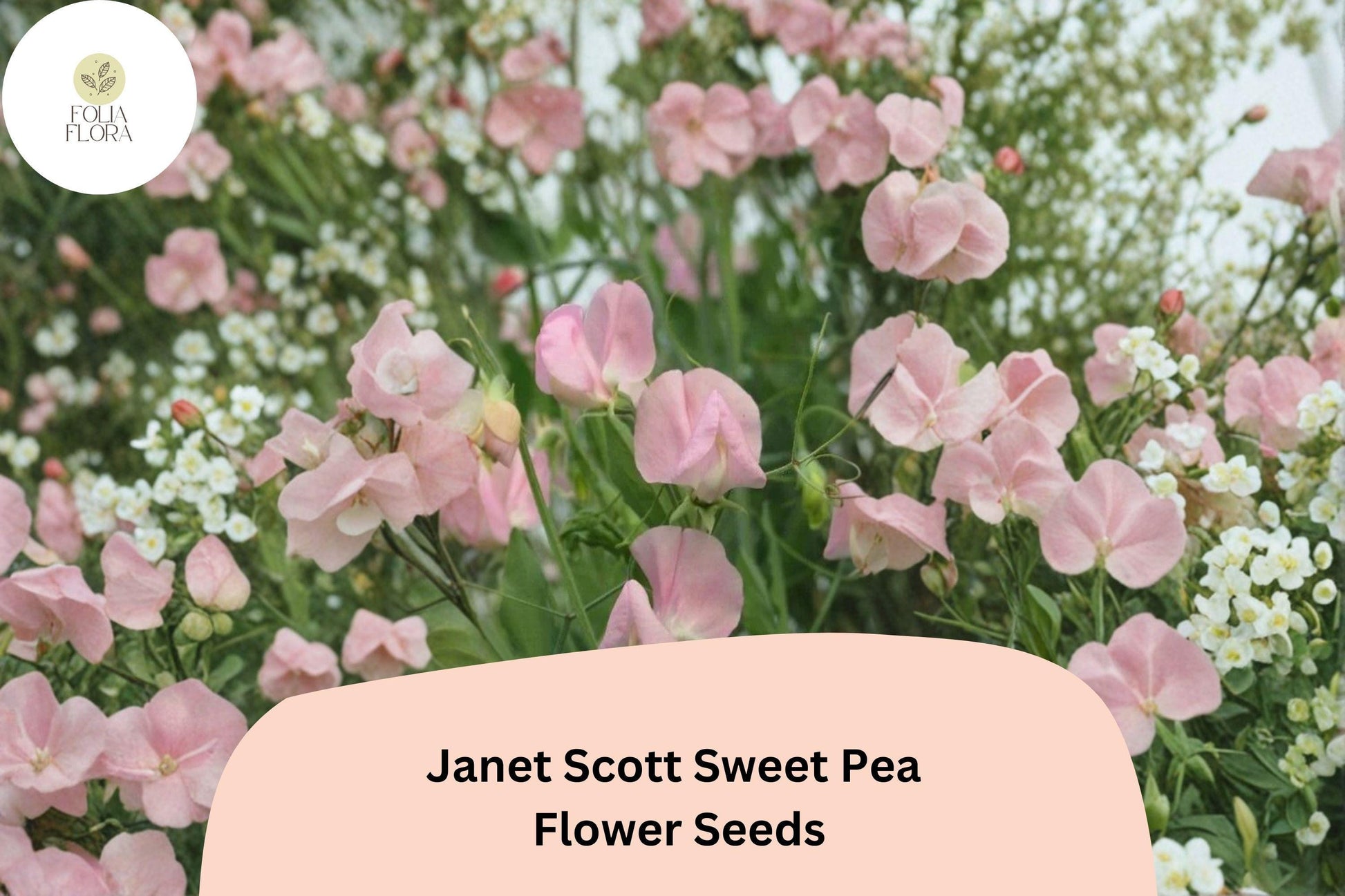 50+ Janet Scott Sweet Pea Seeds | Fragrant Pink Climbing Annual Flower for Garden Trellis, Fence, Cottage Garden