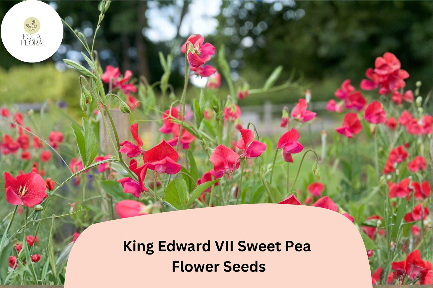 Sweet Pea Seeds | King Edward VII Red Fragrant Climbing Annual | Lathyrus odoratus