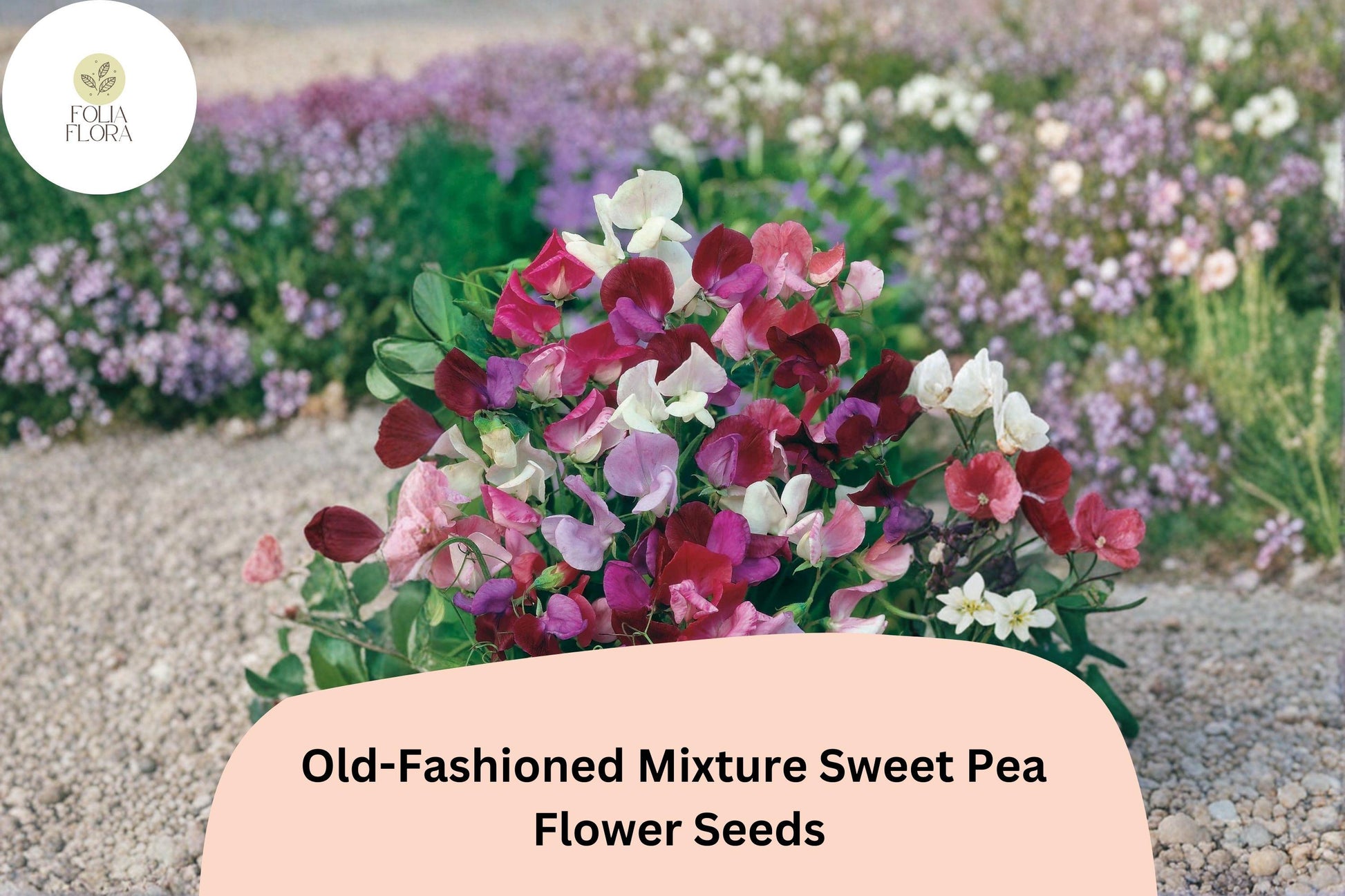 Old-Fashioned Mixture Sweet Pea Seeds | Fragrant Climbing Flowers for Garden Trellis | Lathyrus odoratus