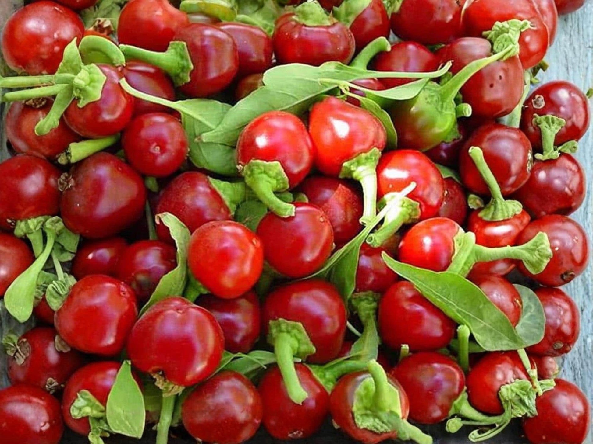 Large Cherry Hot Pepper Seeds – Heirloom Non-GMO Round Red Chili Vegetable, Spicy Hot Pepper for Garden, Container, and Pickling