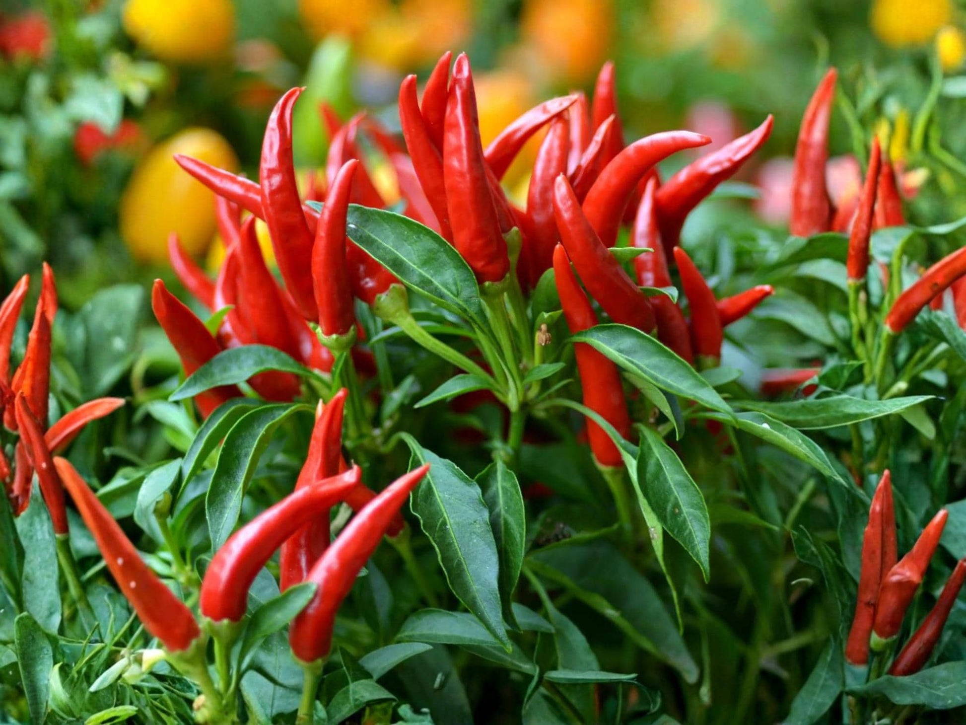 Thai Capsicum Frutescens Hot Pepper Seeds – Extra Hot Chili, Heirloom, Non-GMO, 25 Seeds for Thai Cuisine & Hot Sauces