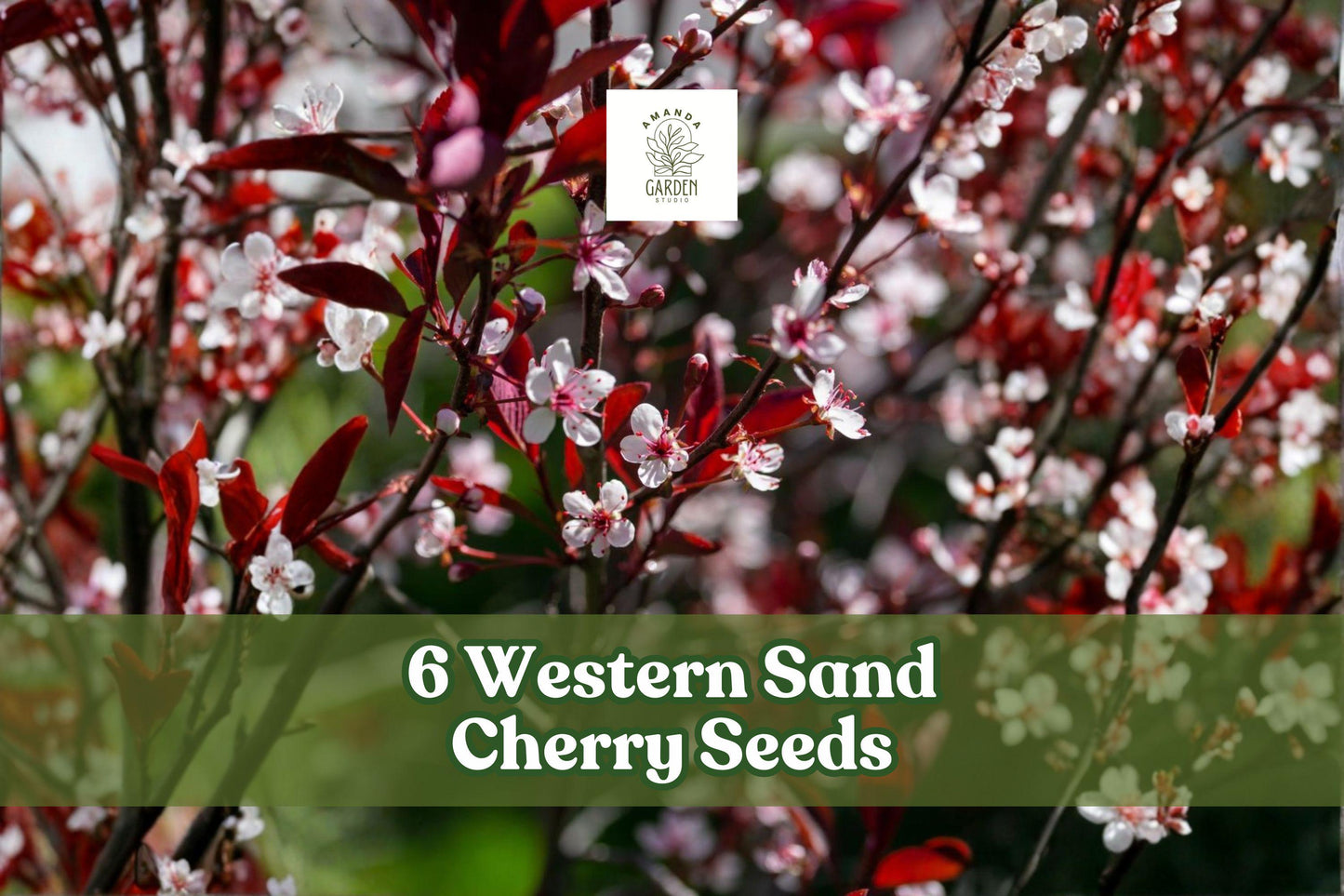 Western Sand Cherry Seeds – Prunus pumila, Ornamental Deciduous Shrub for Landscaping & Bonsai