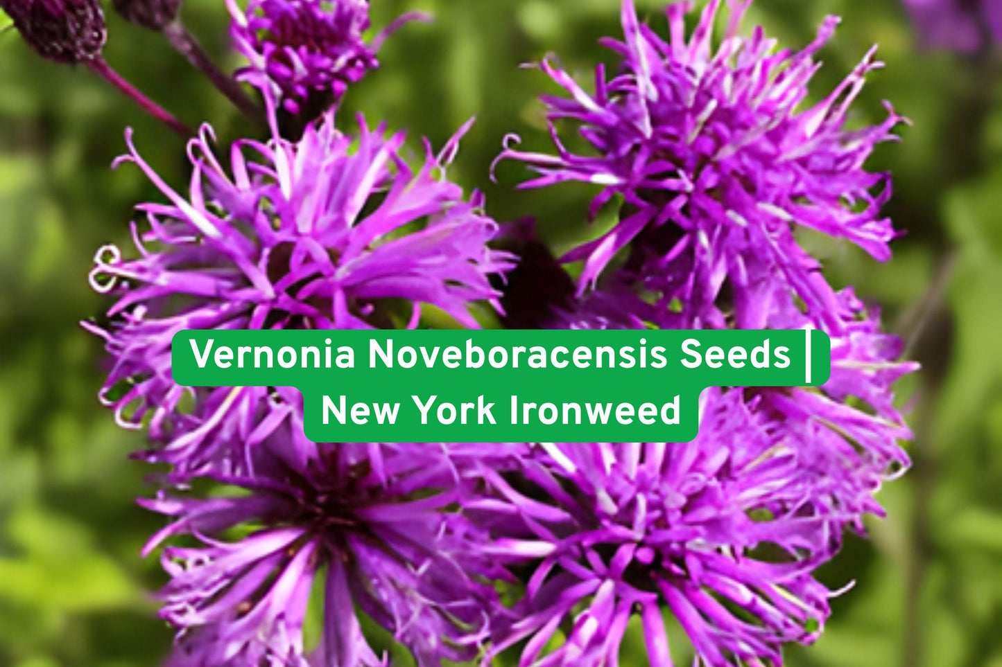 Vernonia seeds, native wildflower, perennial plant, purple blooms, pollinator garden, rain garden seeds, tall flowering plant, native meadow plant, summer bloom, fall color, bee-friendly seeds, natural landscape, wildflower seeds