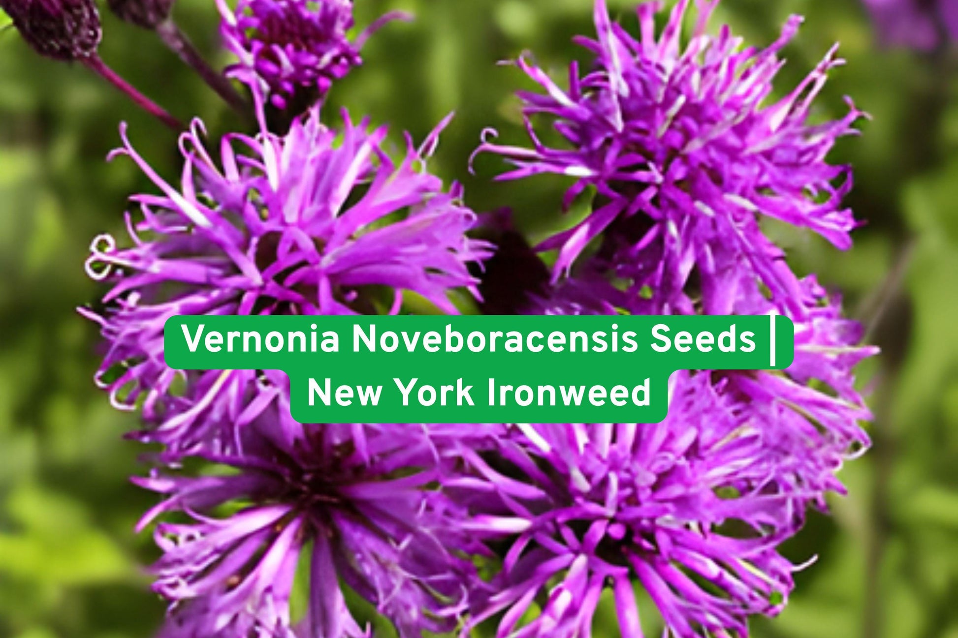 Vernonia seeds, native wildflower, perennial plant, purple blooms, pollinator garden, rain garden seeds, tall flowering plant, native meadow plant, summer bloom, fall color, bee-friendly seeds, natural landscape, wildflower seeds