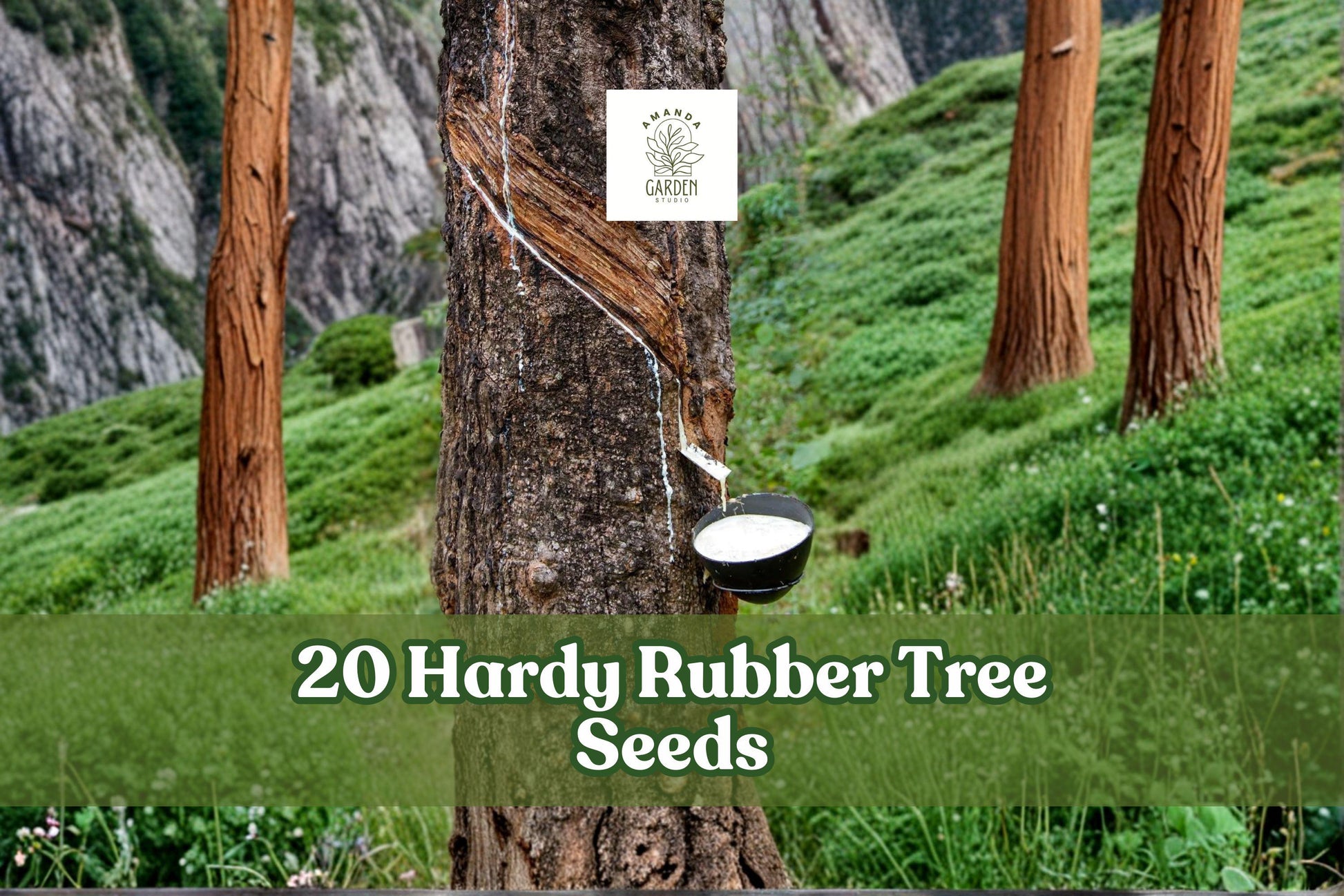 20 Hardy Rubber Tree Seeds Eucommia ulmoides Ornamental Deciduous Tree for Garden Planting