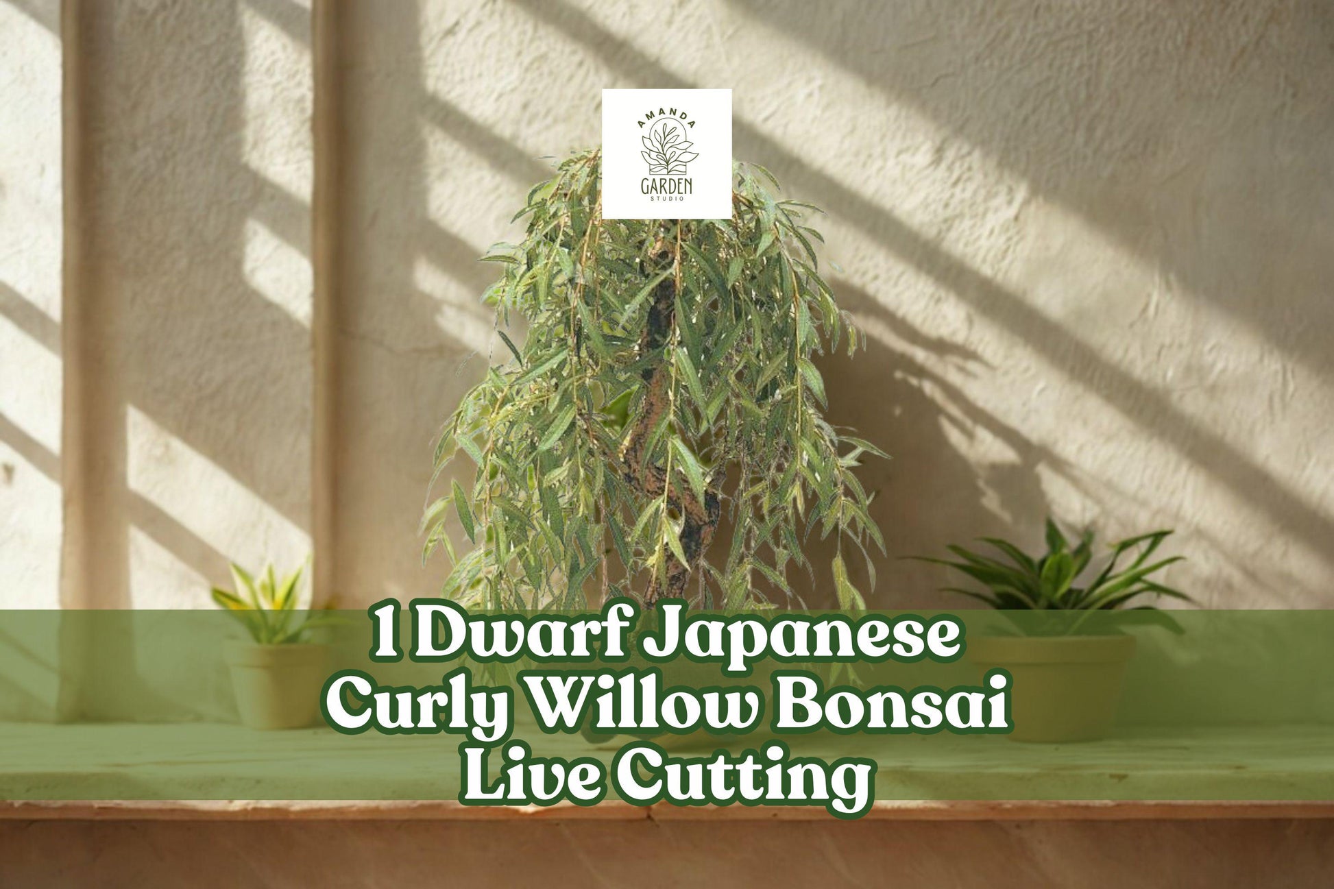Dwarf Japanese Curly Willow Bonsai Cutting | Salix sp. | Twisted Branches & Curving Trunk