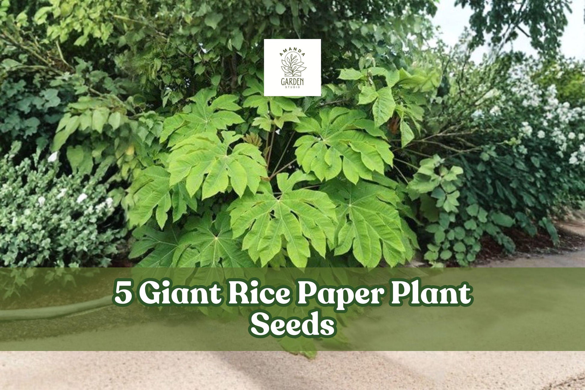 Giant Rice Paper Plant Seeds, Ornamental Foliage, Tetrapanax papyrifer, Tropical Garden Plant, Large Leaf, Outdoor Landscape