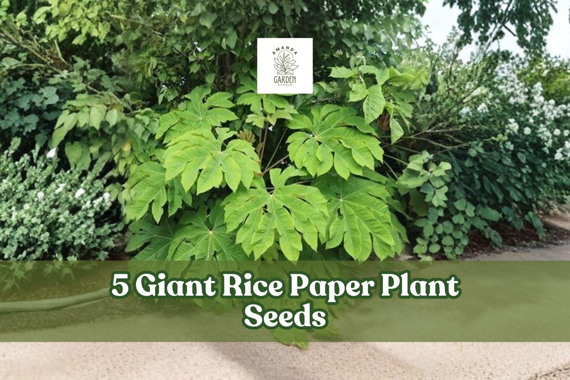 Giant Rice Paper Plant Seeds – Ornamental Foliage, Tetrapanax papyrifer, Large Tropical Leaves, Garden Planting