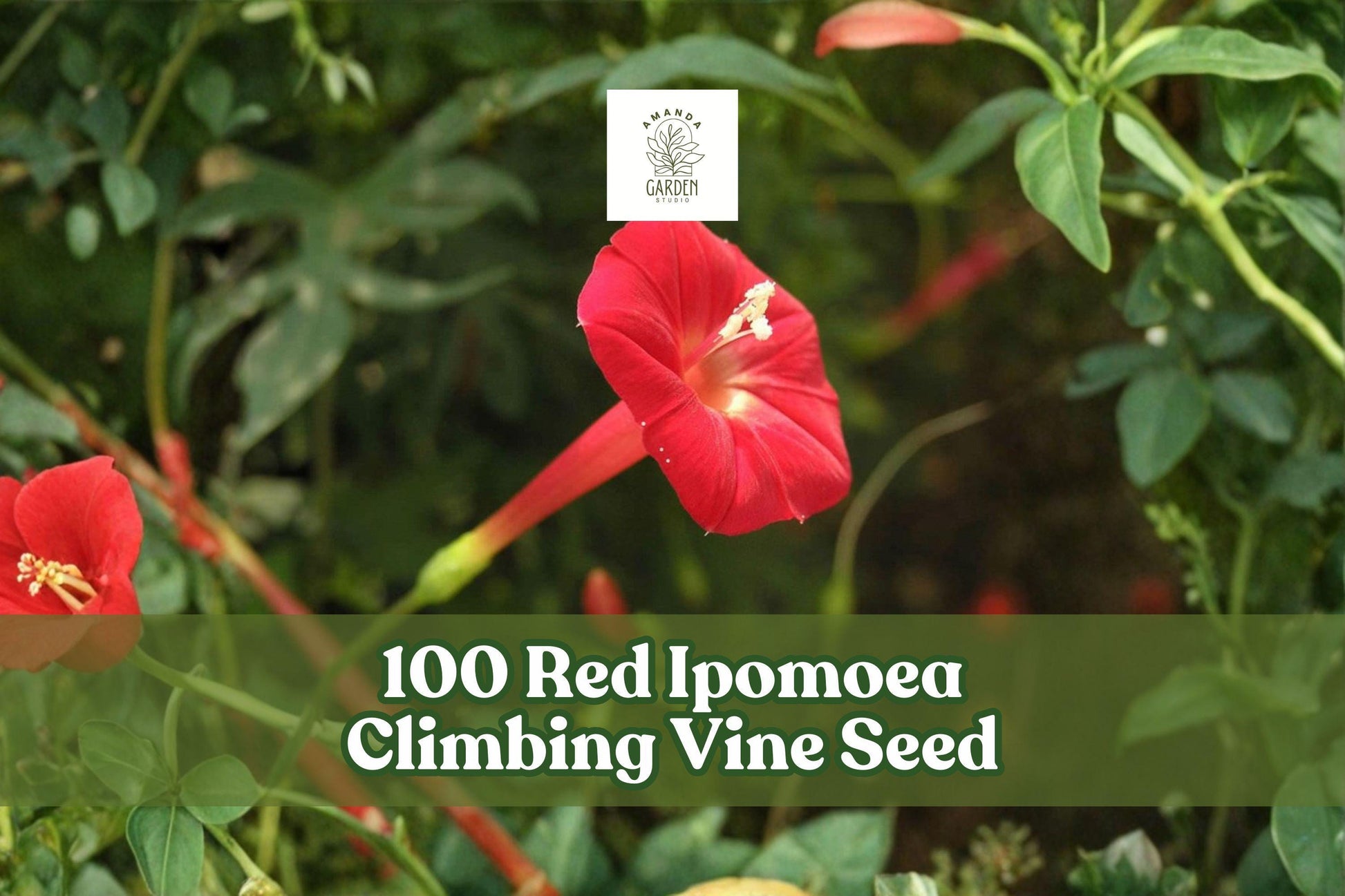 Red Ipomoea Climbing Vine Seeds, Ornamental Flowering Vine, Vivid Red Blooms, Ipomoea spp., Garden Trellis and Fence Planting