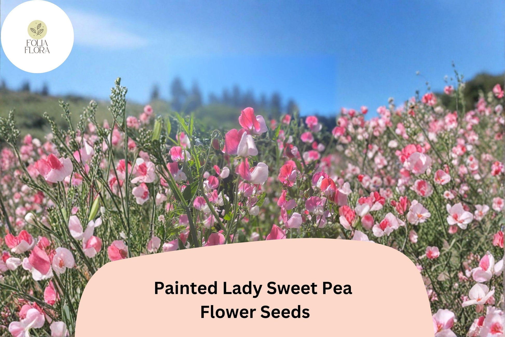 50+ Painted Lady Sweet Pea Seeds | Fragrant Pink & White Bicolor Heirloom Climbing Annual Lathyrus odoratus