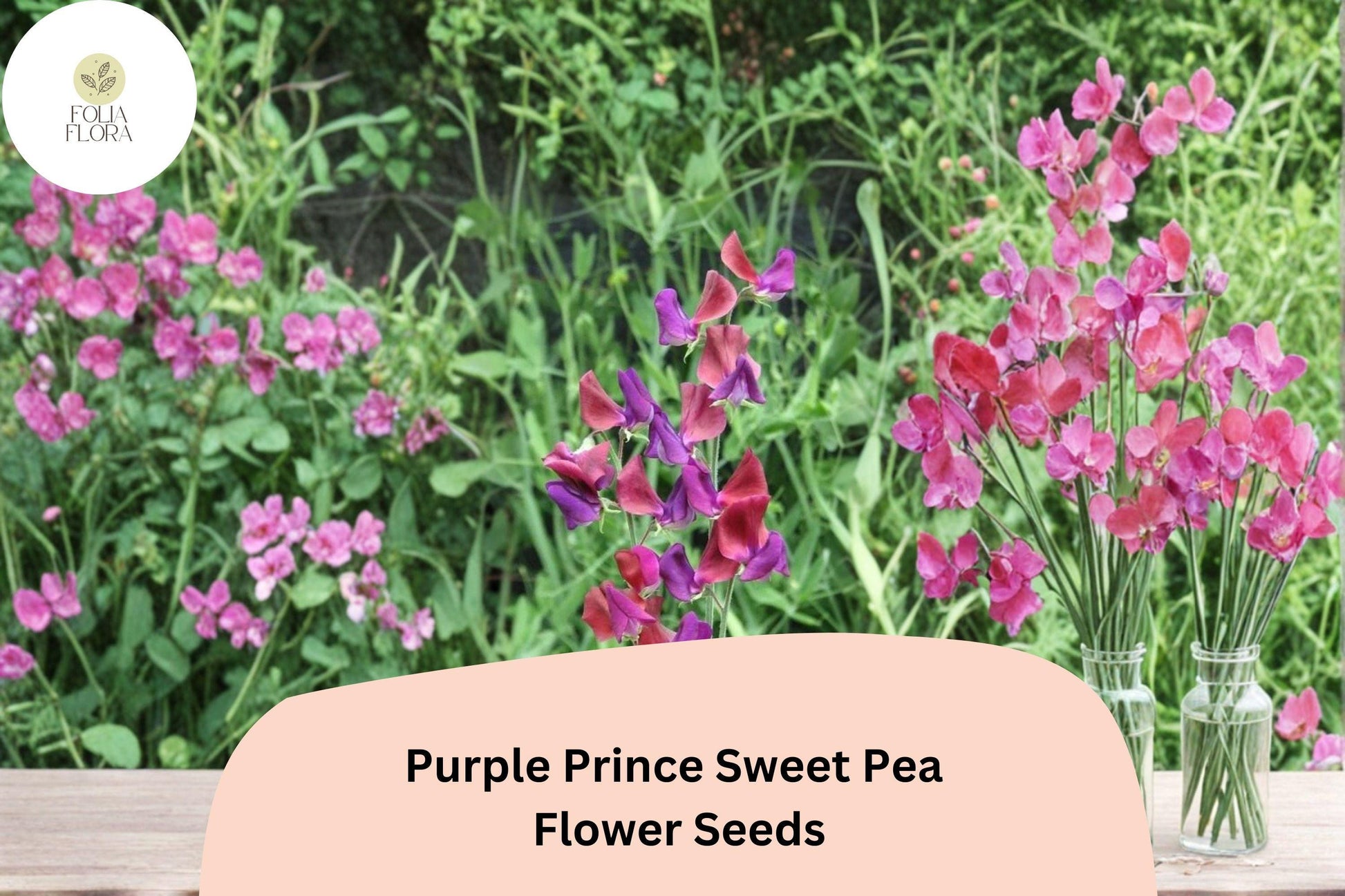 50+ Purple Prince Sweet Pea Seeds | Fragrant Royal Purple Climbing Flowers for Garden Trellis & Cut Flowers