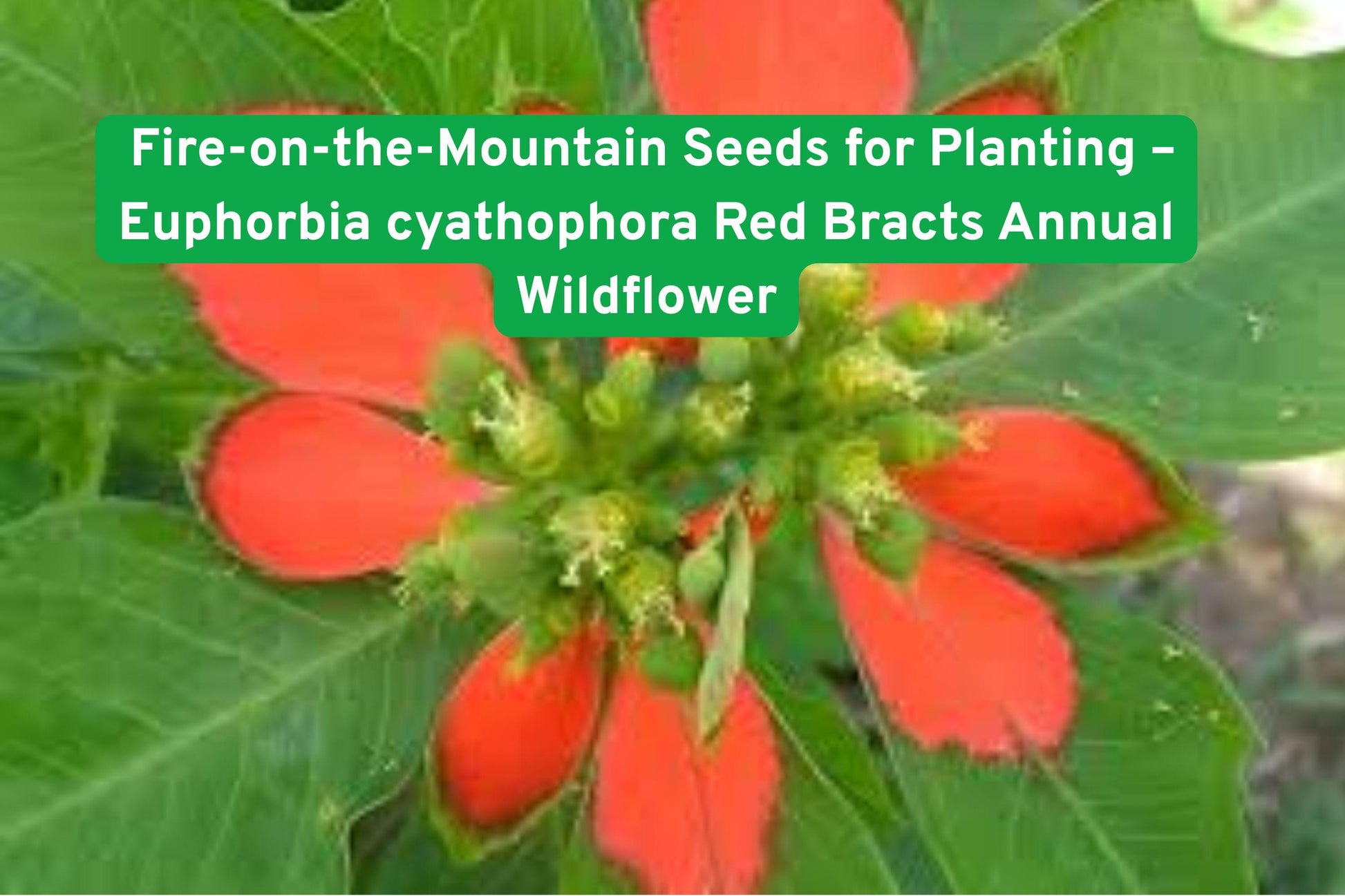 fire-on-the-mountain seeds, Euphorbia wildflower seeds, red bracts plant seeds, annual garden seeds, native plant seeds, drought tolerant seeds, pollinator attracting seeds, summer bloom seeds, colorful border plants, easy grow wildflower, green and red foliage seeds, naturalized garden seeds, bee butterfly friendly seeds