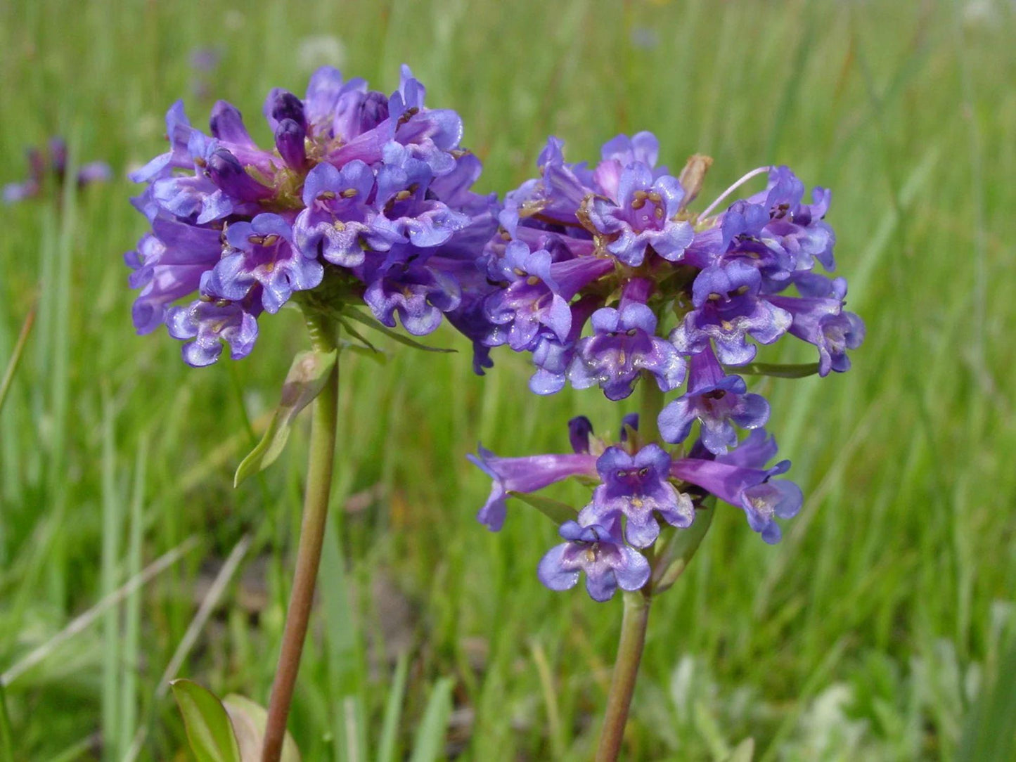 Rydberg's Penstemon Seeds | Native Perennial Wildflower | Purple Lavender | Penstemon rydbergii (50 Seeds)
