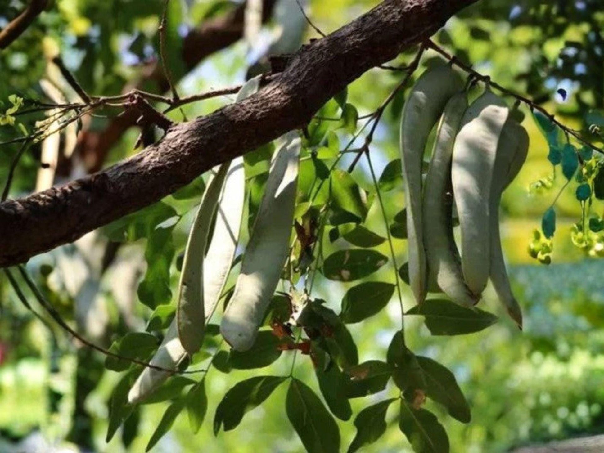 Gleditsia sinensis Seeds | Chinese Honeylocust, Soap Bean Tree | 10 Viable Seeds for Medicinal, Ornamental, Bonsai Cultivation