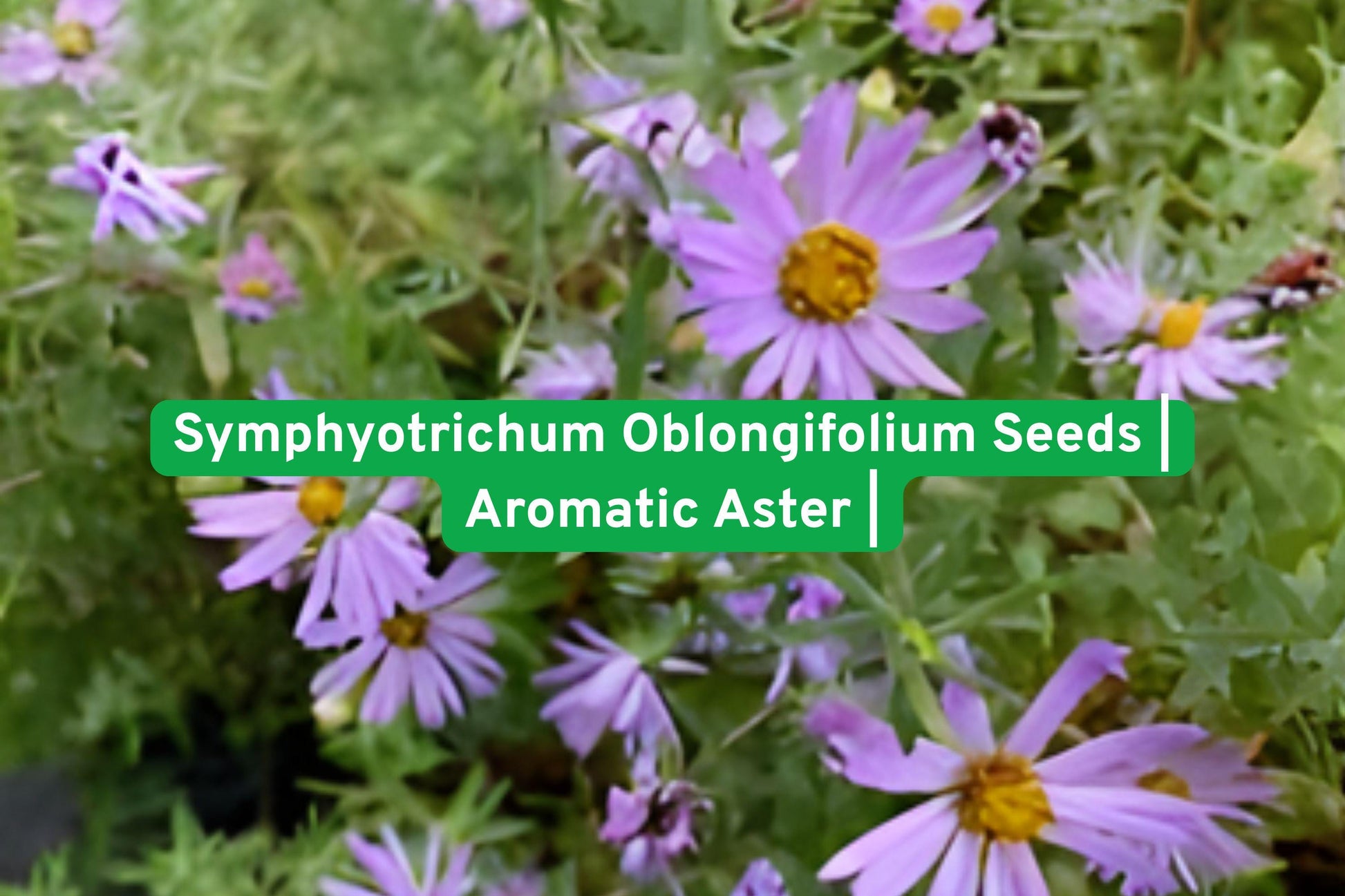 Aromatic Aster seeds, native perennial, purple blooms, fall flowering, pollinator plant, drought tolerant, wildflower seeds, border plant, rock garden, late season color, bee friendly, naturalized garden, compact perennial
