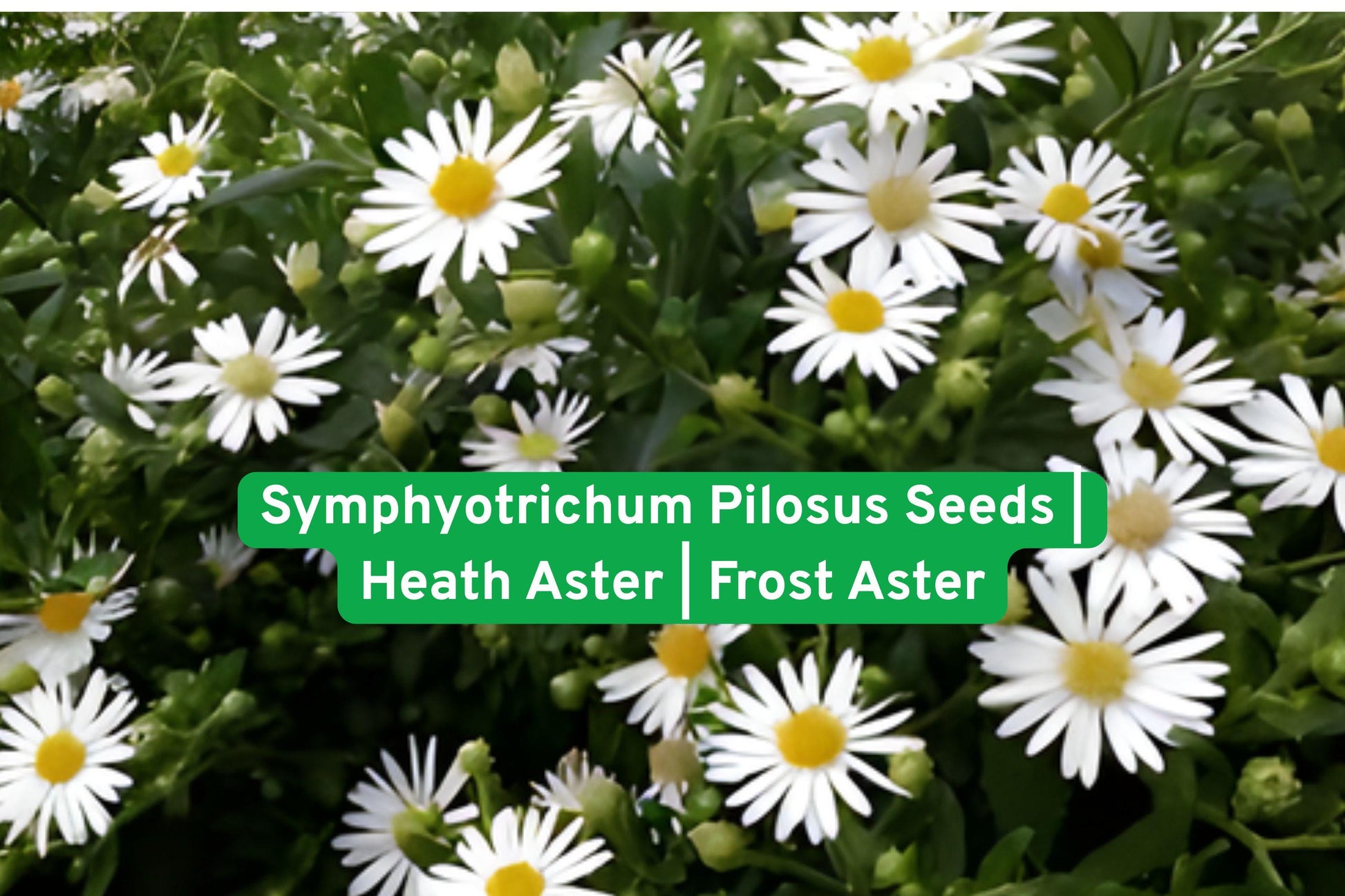 heath aster seeds, frost aster wildflower, native perennial seeds, pollinator garden plants, fall blooming flowers, drought tolerant plants, meadow wildflowers, prairie garden seeds, white daisy flowers, late season pollinators, native wildflower seeds, outdoor garden plants, naturalized landscape