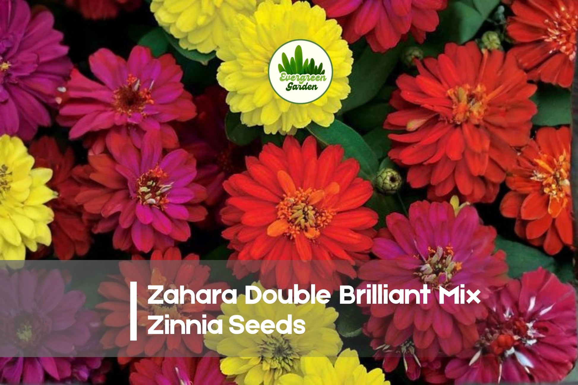 Zinnia Seeds + Zahara Double Brilliant Mix + Bright Red, Orange, Yellow Flowers + Zinnia marylandica
