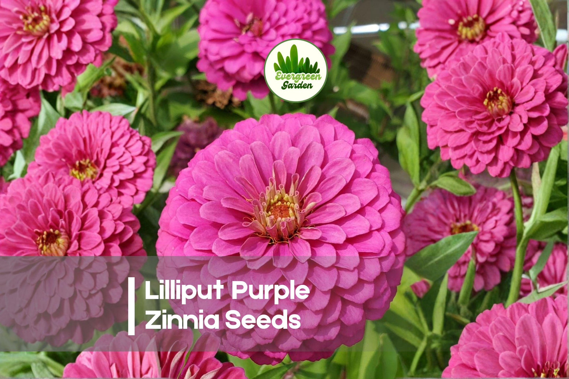 Lilliput Purple Zinnia Seeds – Compact Annual with Double Purple Blooms, Pollinator-Friendly, Zinnia elegans, 100+ Seeds