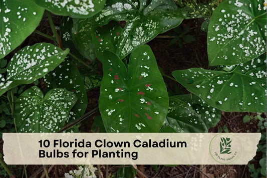 10 Florida Clown Caladium Bulbs for Planting, Tropical Foliage, Shade Garden, Container Planting, Caladiums Tubers