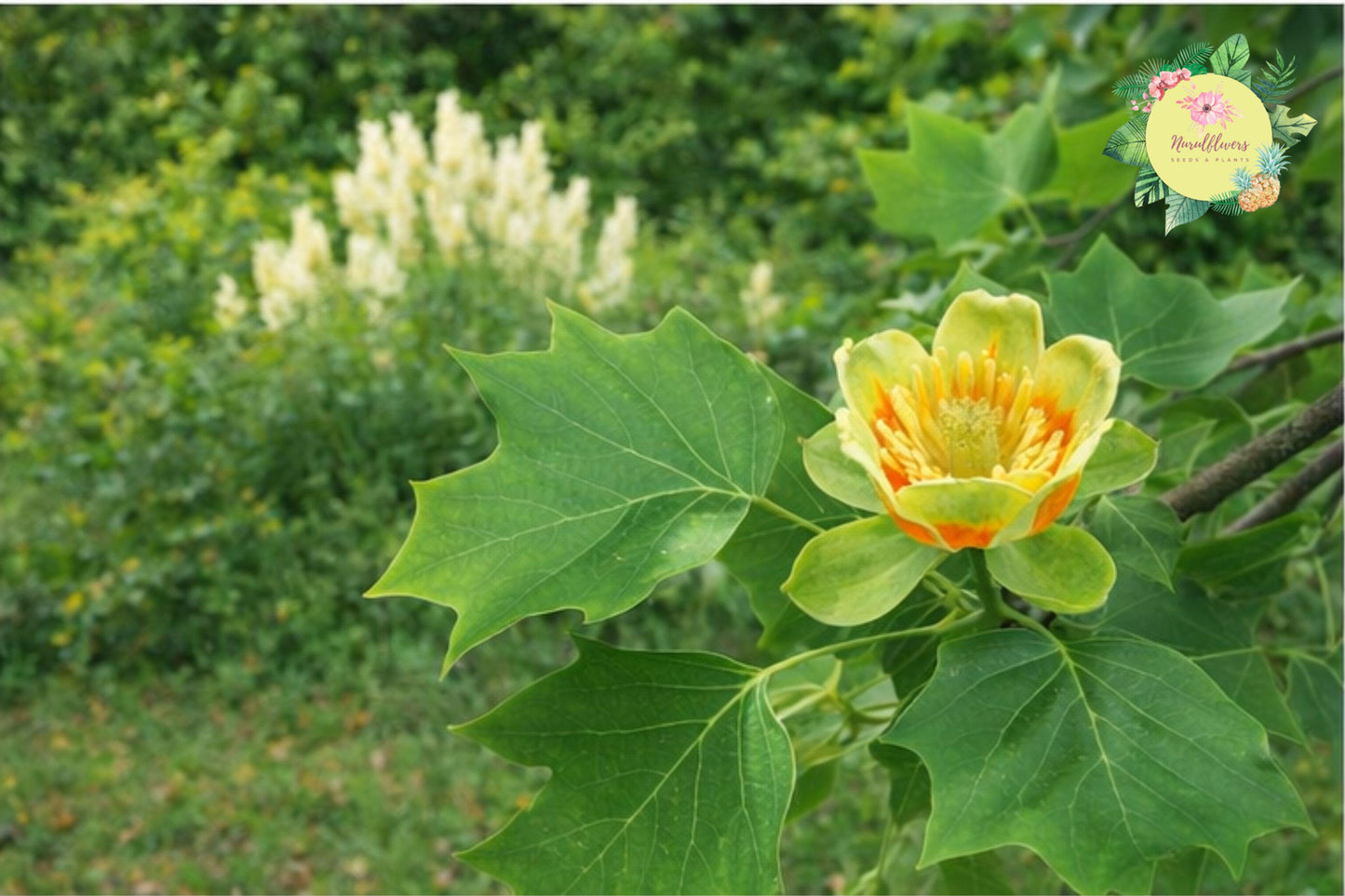 Tulip Poplar Tree Bare Roots 2 Pack | Liriodendron tulipifera | Fast-Growing Deciduous Trees for Landscaping