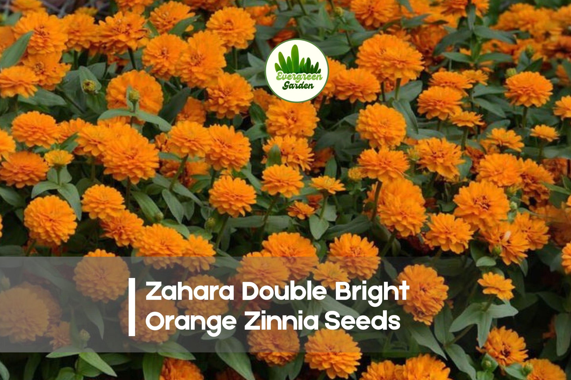 100+ Zahara Double Bright Orange Zinnia Seeds – Vibrant Orange Flowering Annual, Zinnia marylandica, Compact, Heat-Tolerant