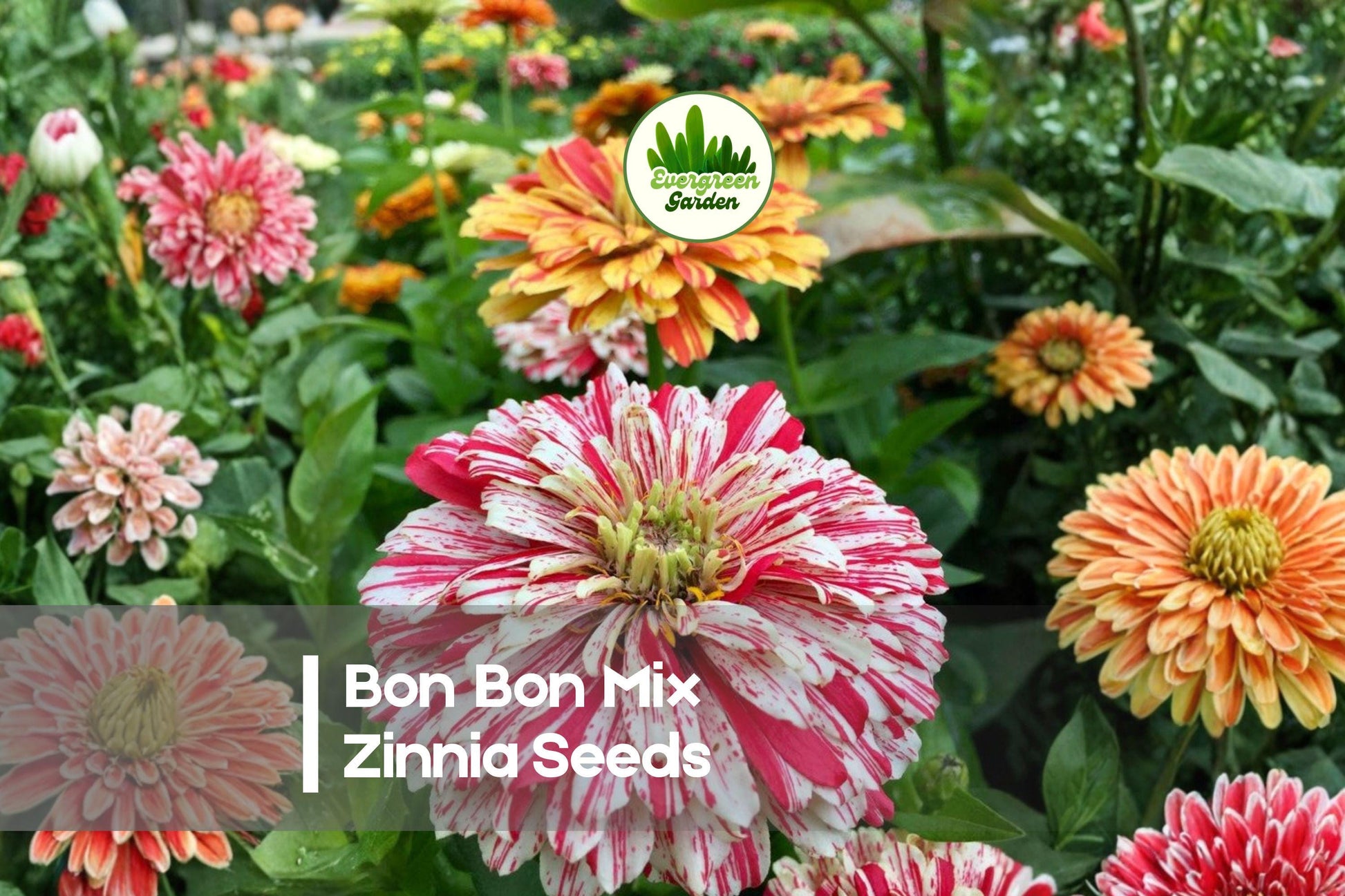 100+ Bon Bon Mix Zinnia Seeds – Compact, Double Blooms, Bright Colors, Zinnia elegans, Pollinator-Friendly Annual