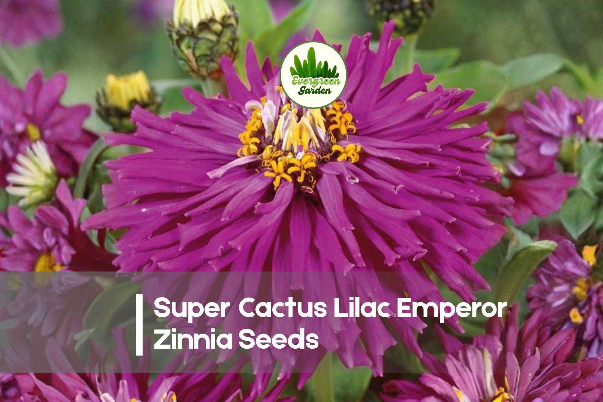 Super Cactus Lilac Emperor Zinnia Seeds, Flowering Annual, Lilac Lavender Rosy Purple, Zinnia elegans