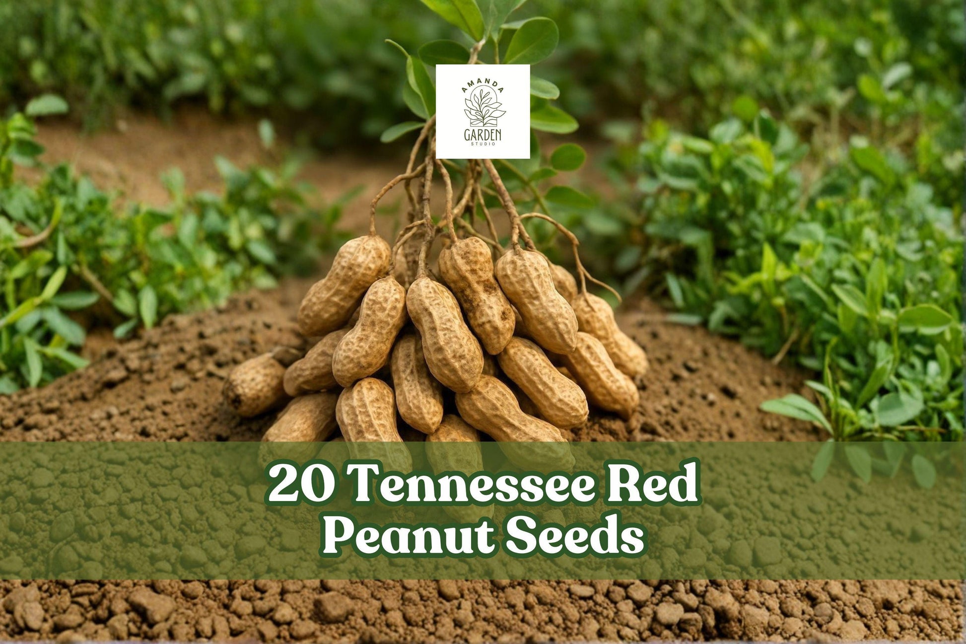 20 Tennessee Red Peanut Seeds for Planting, Arachis hypogaea, Garden Variety, Full Sun, Outdoor Planting