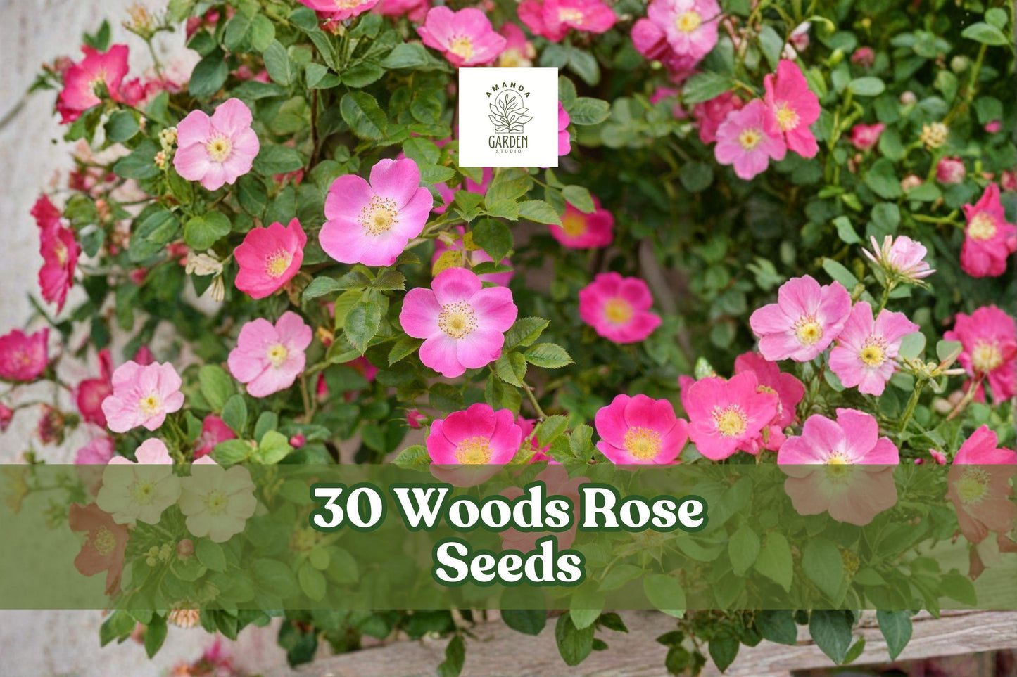 30 Woods’ Rose Seeds Rosa woodsii Native Ornamental Shrub Pink Flowers for Garden Planting