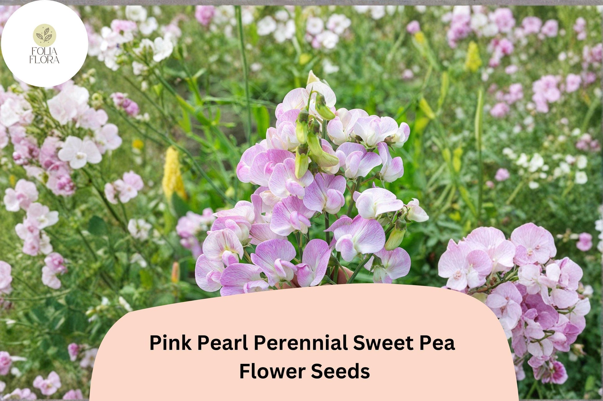 Pink Pearl Perennial Sweet Pea Seeds | Climbing Flower Vine | Pink Lathyrus latifolius | Garden Trellis & Fence Plant
