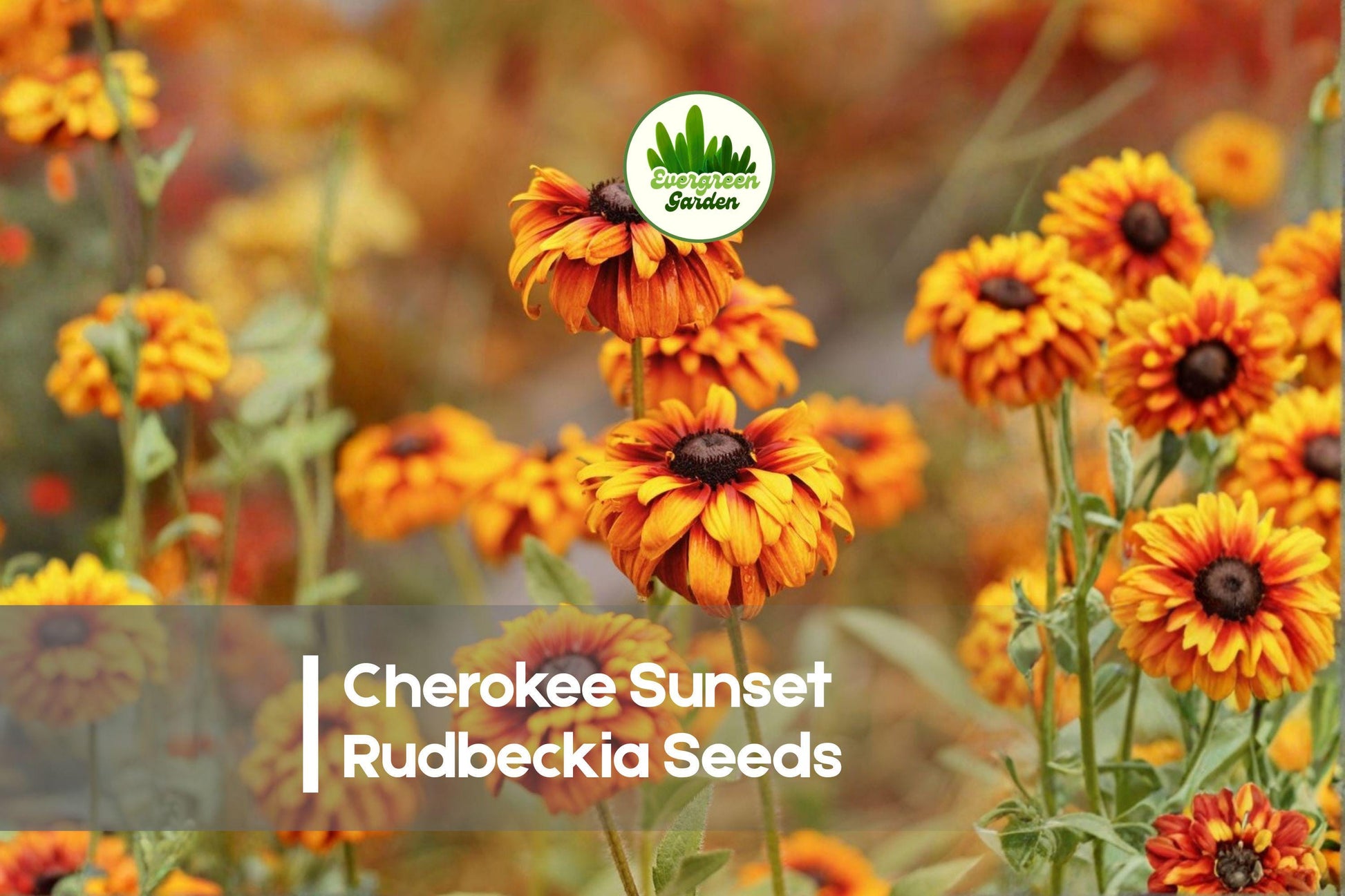 Cherokee Sunset Rudbeckia Seeds – 200+ Bright Gold, Copper & Orange Blooms, Rudbeckia hirta, Butterfly & Pollinator Attracting, Cut Flower