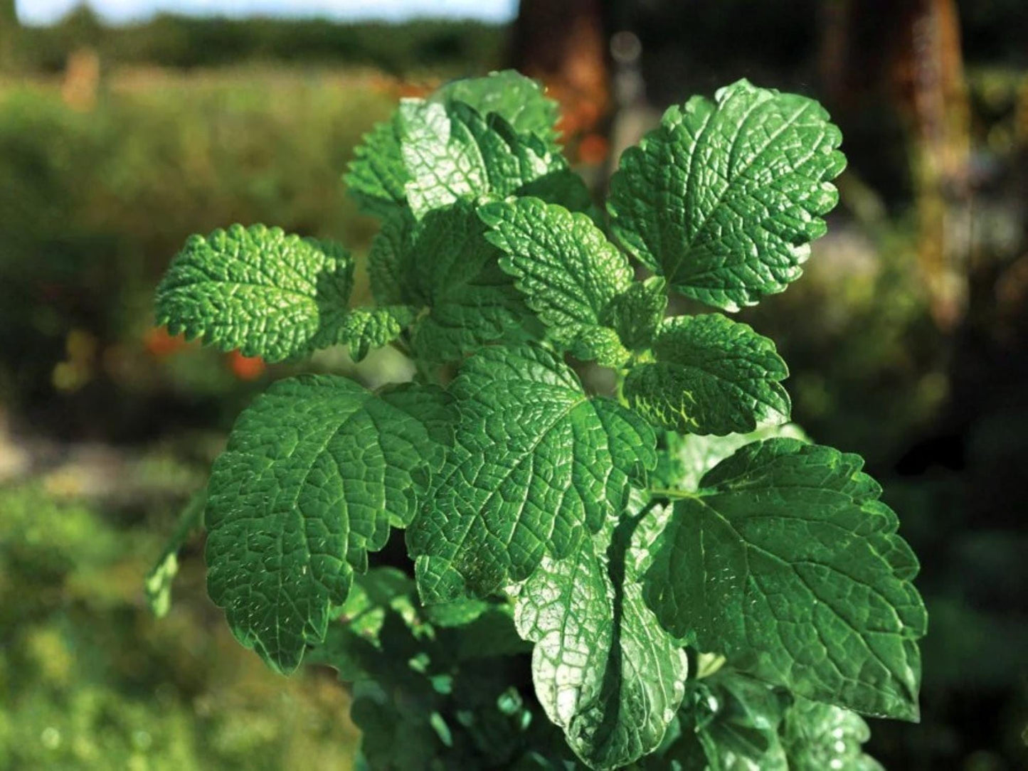 Spearmint Herb Seeds – 100 Perennial Culinary & Medicinal Herb for Garden, Container, Tea & Cooking – Mentha spicata