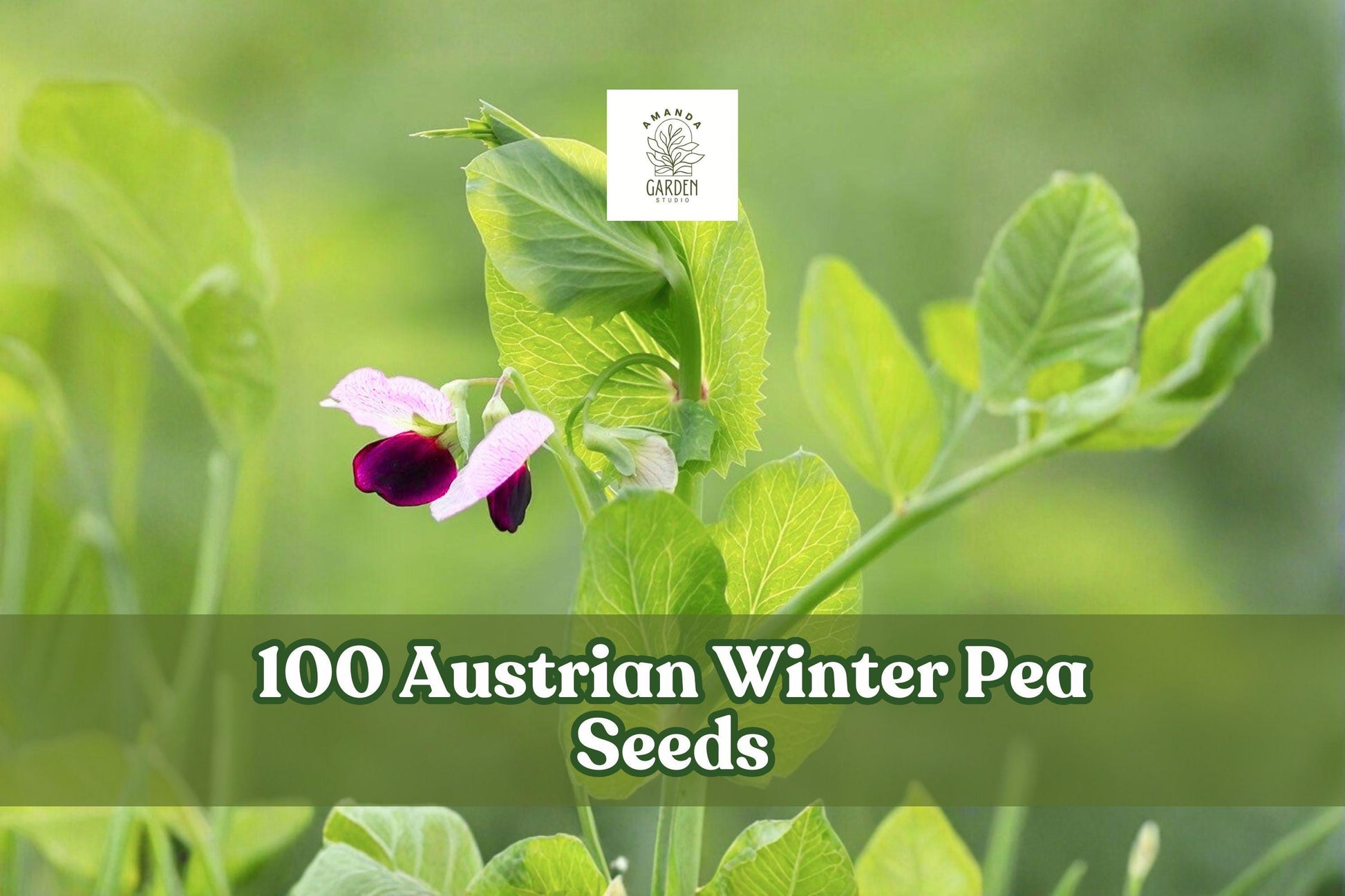 Austrian Winter Pea Seeds – Cover Crop Legume, Pisum sativum subsp. arvense, Cool-Season Annual for Garden and Soil Improvement