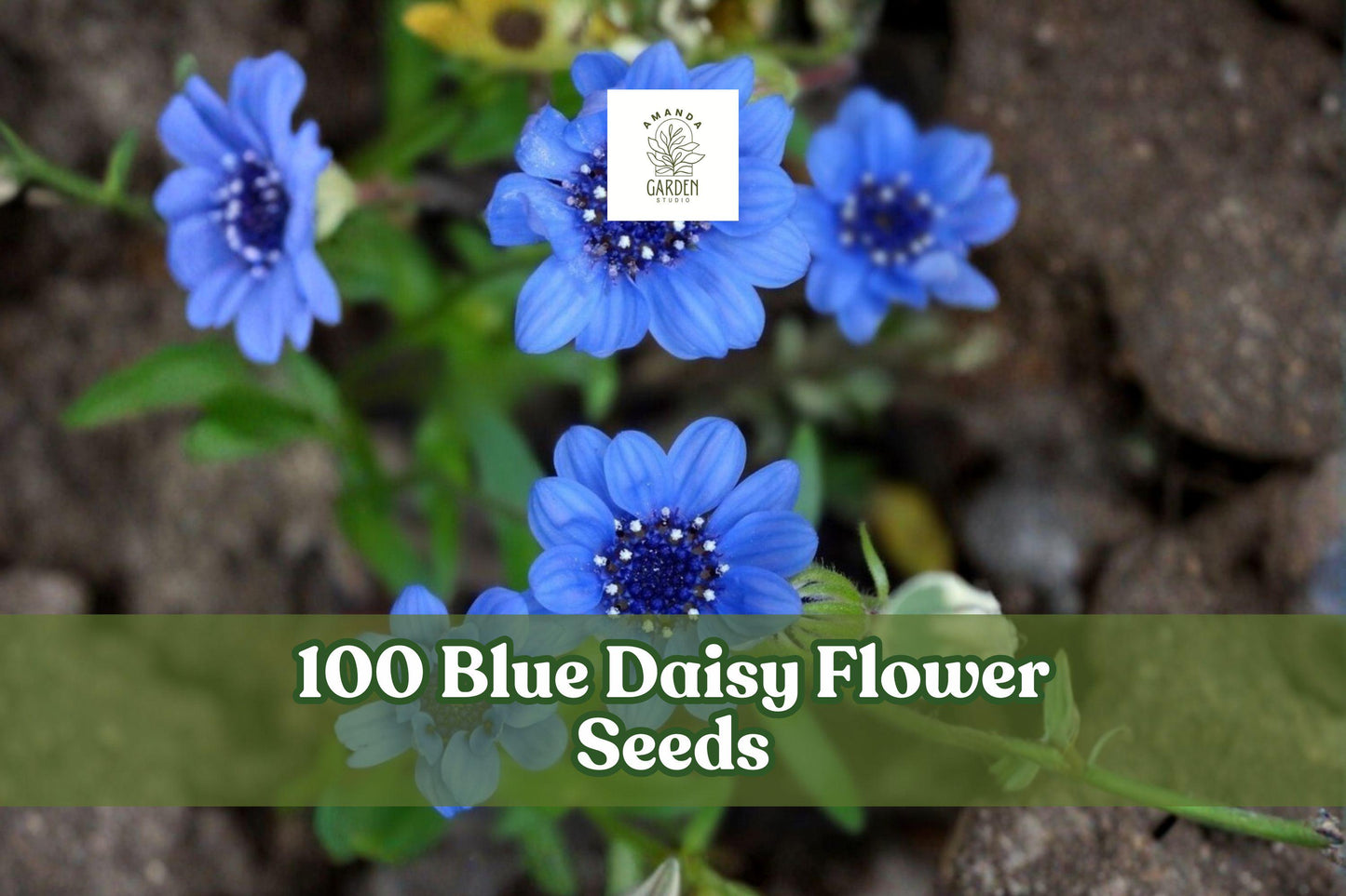Blue Daisy Flower Seeds – Felicia heterophylla, Sky-Blue Blooms, Ornamental Garden Planting, 100 Seeds