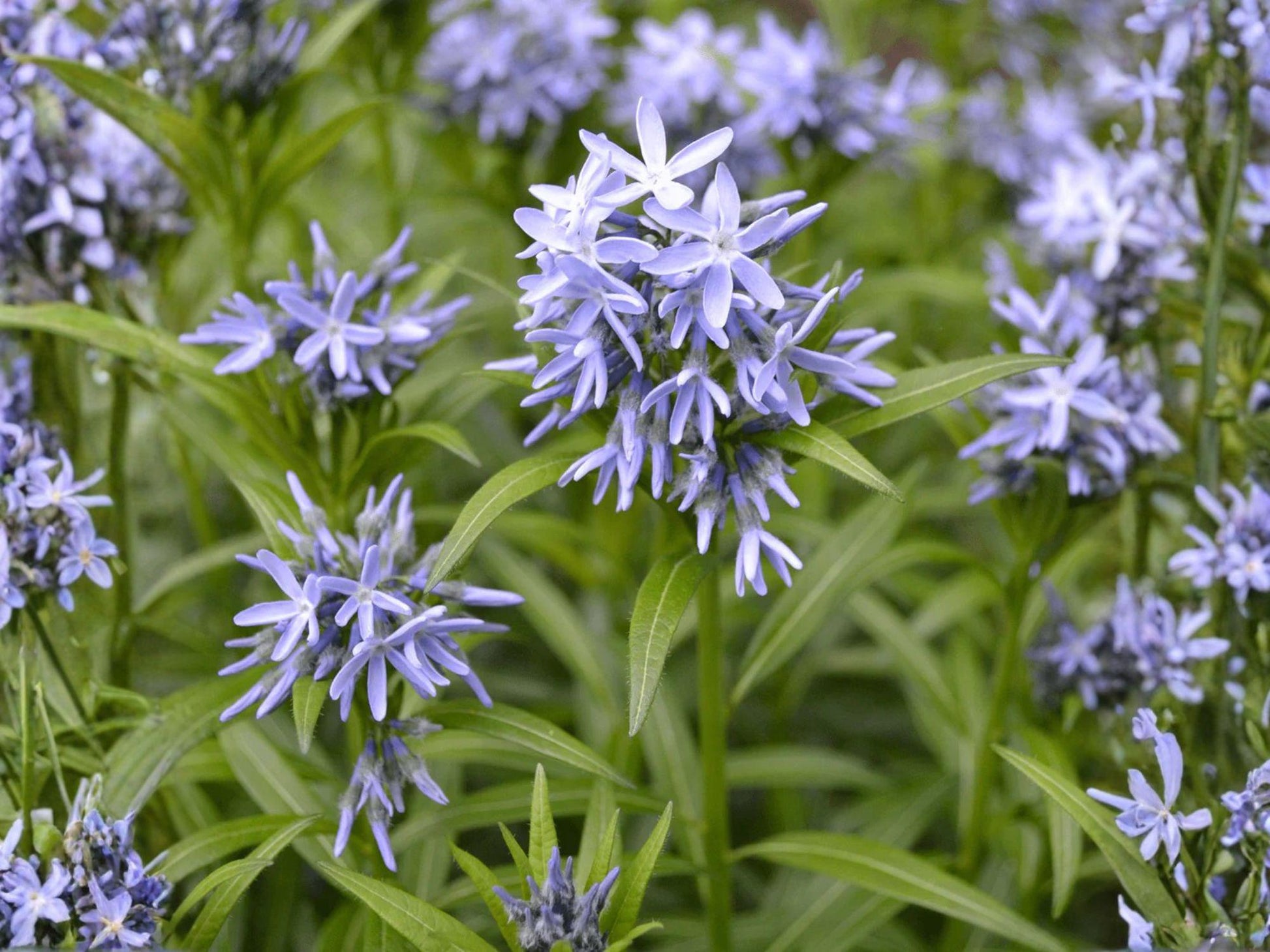 Amsonia tabernaemontana Seeds – Native Perennial with Blue Spring Flowers – Eastern Bluestar Seeds – 10 Pack