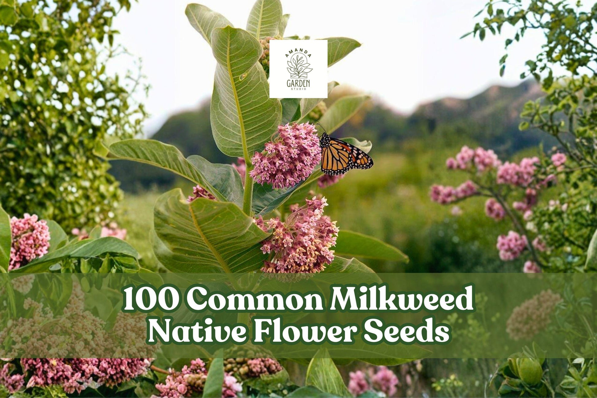 100 Common Milkweed Seeds - Native Wildflower, Asclepias syriaca, Perennial, Pink to Purple Flowers, Pollinator Attractant