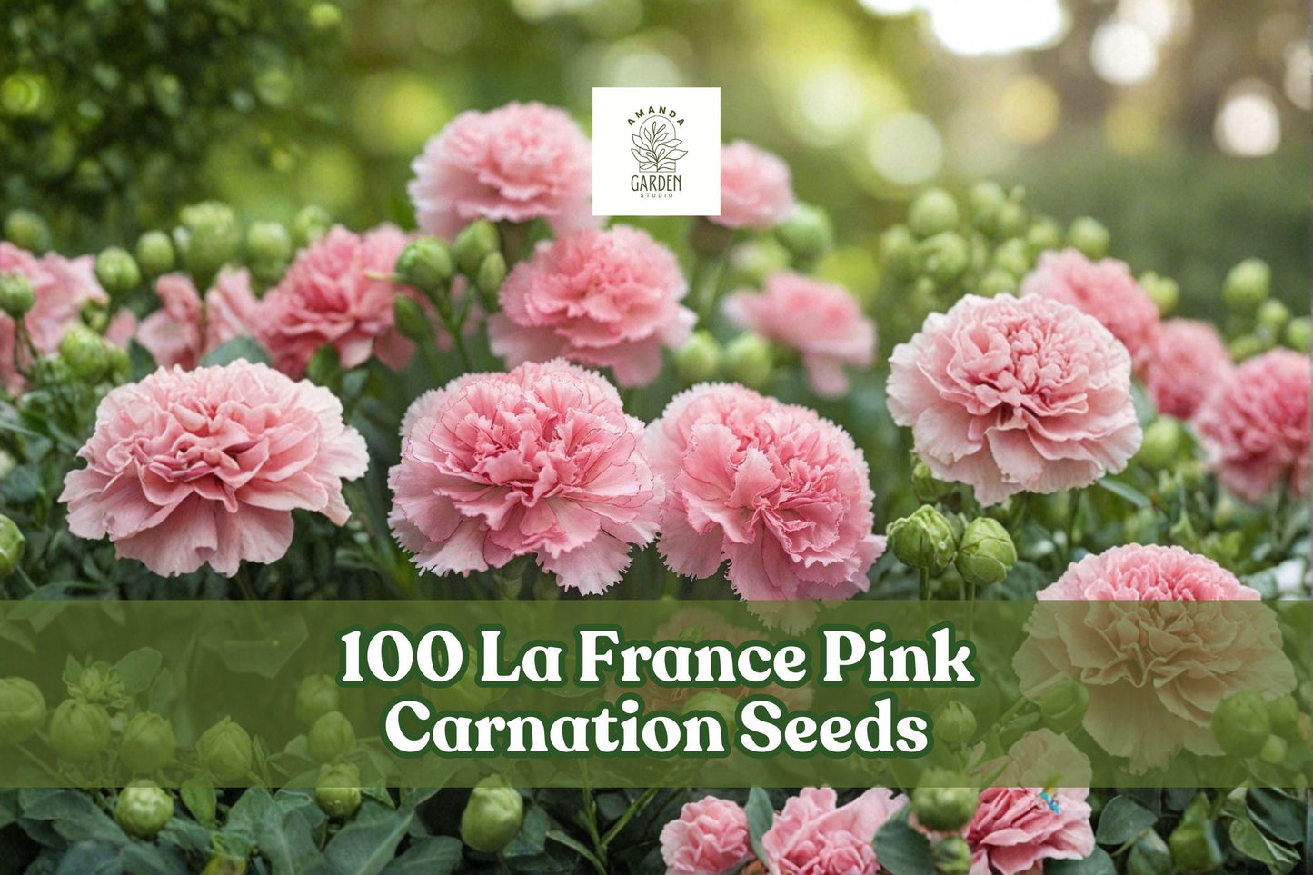 100 La France Pink Carnation Seeds for Ornamental Flower Garden Bed Borders Dianthus caryophyllus