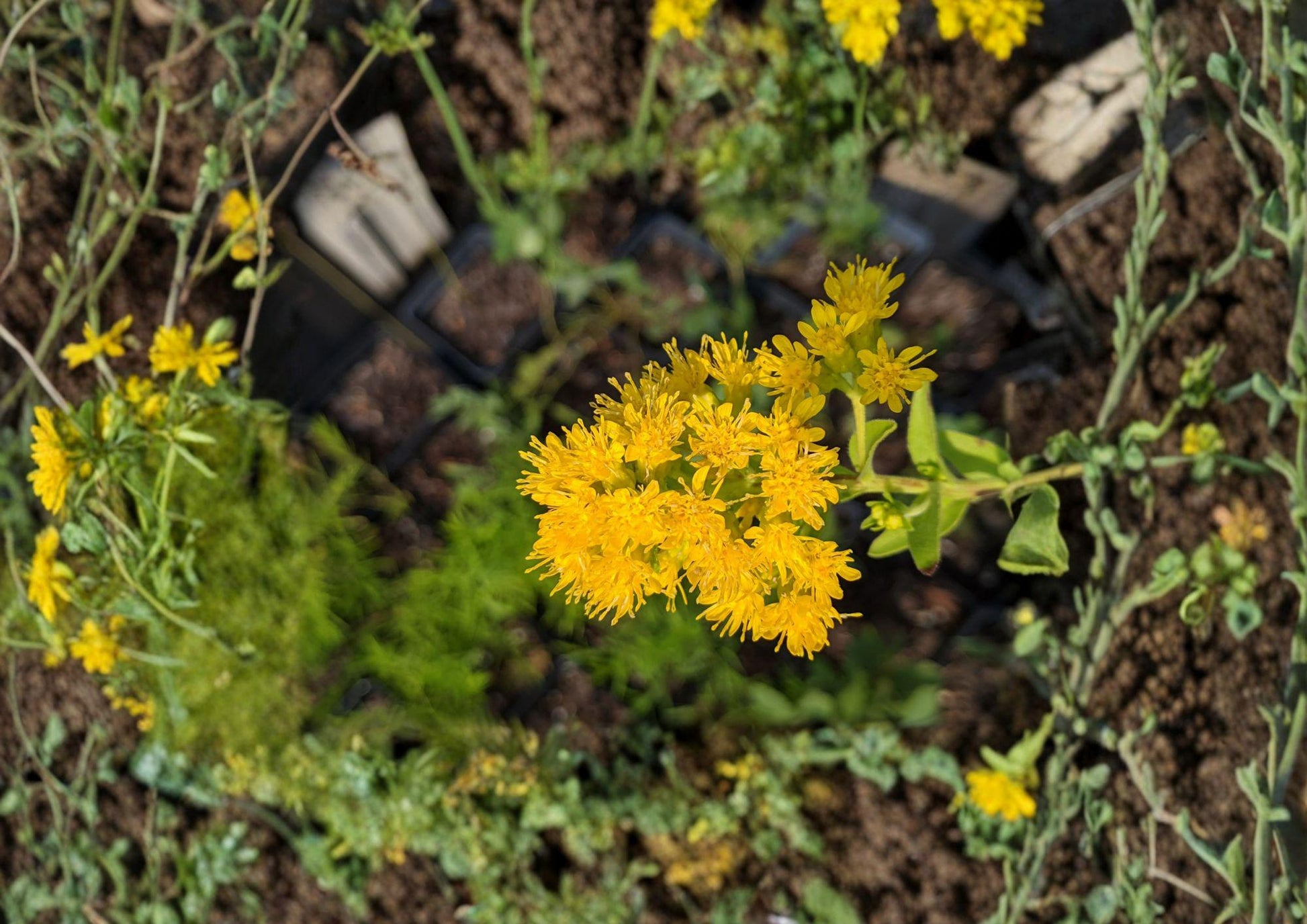 Oligoneuron rigidum Stiff Goldenrod Seeds, Native Prairie Perennial Wildflower, Bright Yellow Pollinator Plant, Drought-Tolerant Flowering Plant