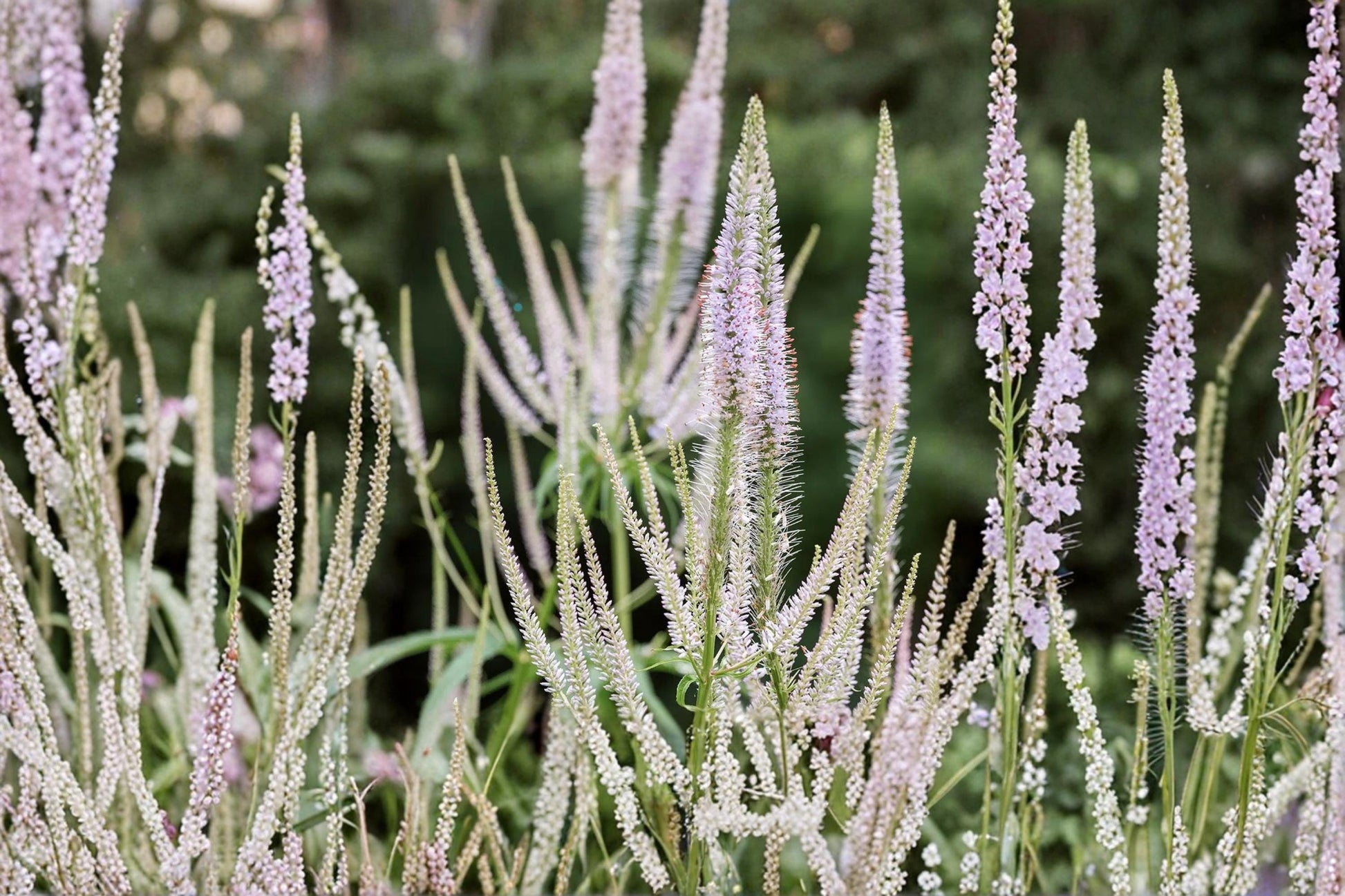 Culver's Root Seeds Tall White Wildflower Pollinator Garden Plant Veronicastrum virginicum