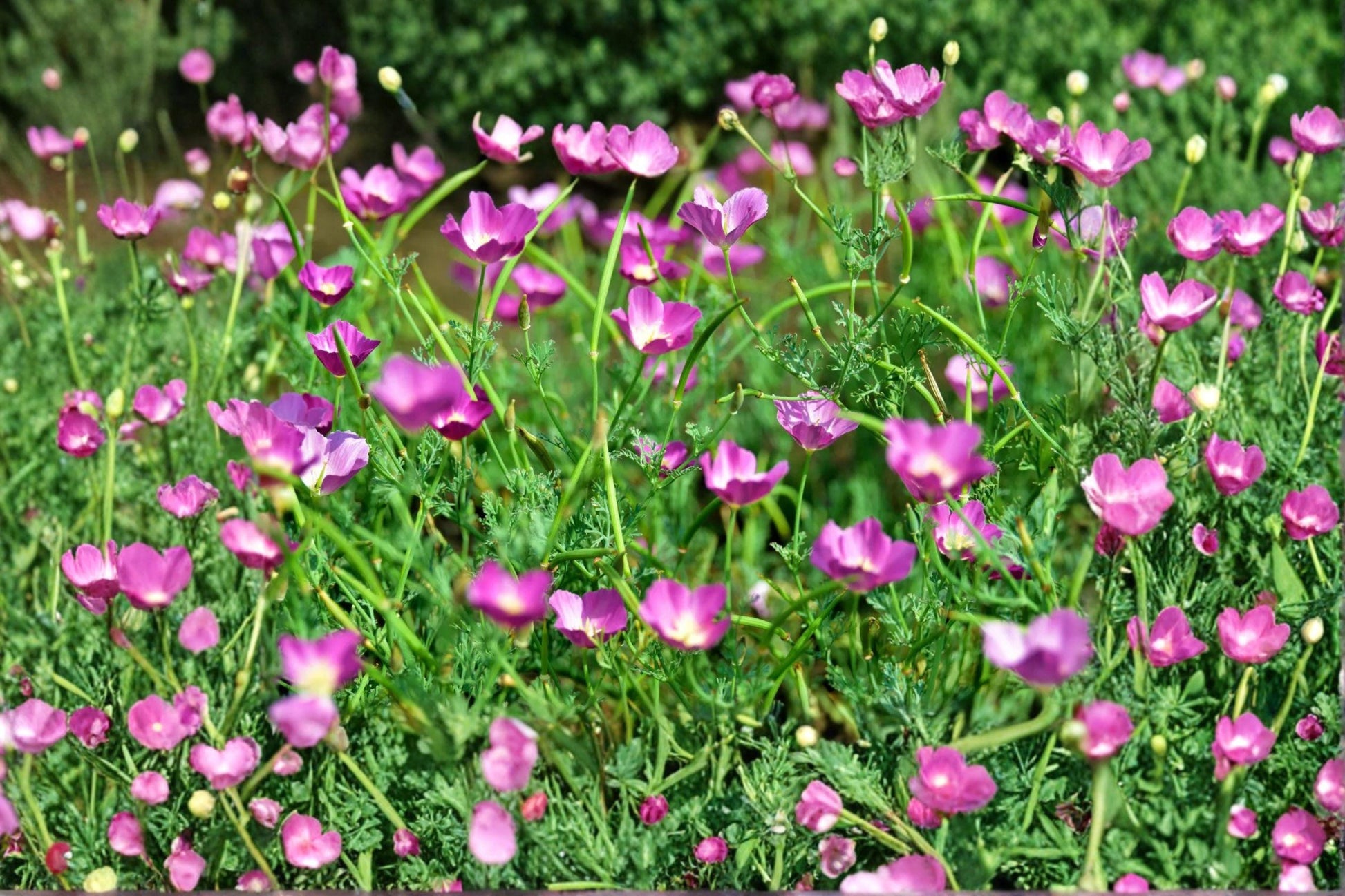 Purple Poppy Mallow Seeds - Magenta Ground Cover, Native Perennial, Callirhoe involucrata, Drought Tolerant, Wildflower Seeds (15 Seeds)