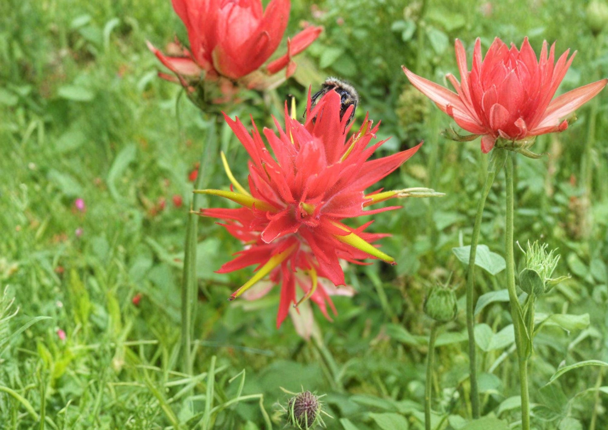 Giant Red Indian Paintbrush Seeds – Native Wildflower, Hummingbird & Pollinator Friendly, Castilleja miniata, 100 Seeds