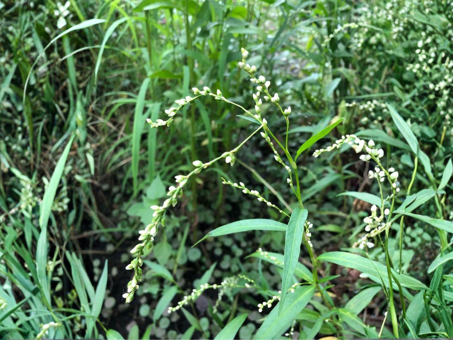 Dotted Smartweed Seeds – Persicaria punctata Native Wetland Wildflower for Pollinator Gardens & Wetlands