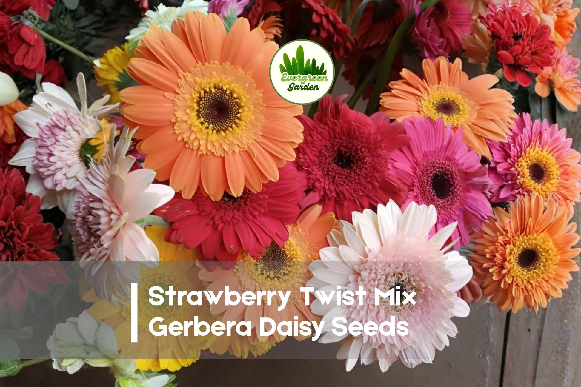 200 Strawberry Twist Mix Gerbera Daisy Seeds, Vibrant Colorful Blooms, Gerbera jamesonii, Garden, Container, Cut-Flower