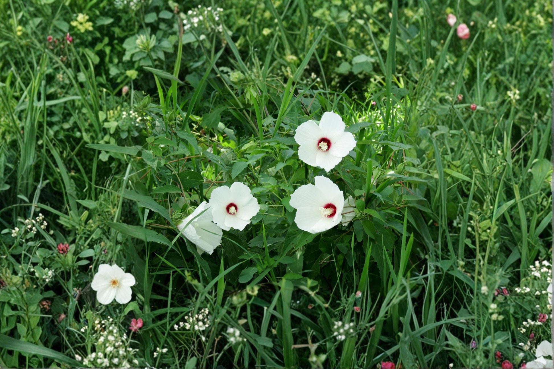 Hibiscus moscheutos Seeds – Swamp Rose Mallow, Wetlands Native Perennial with Large Pink & White Flowers, Supports Pollinators